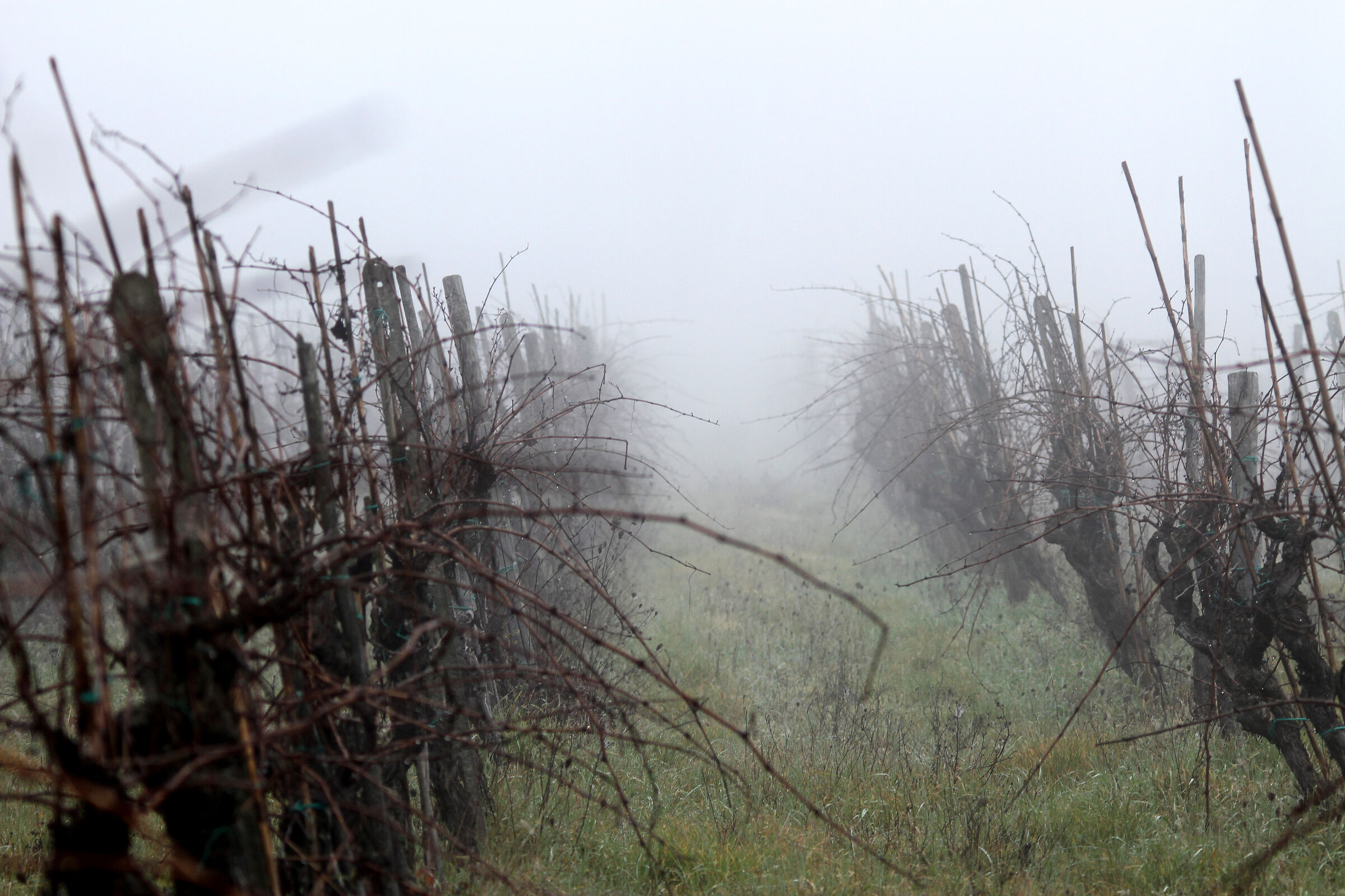 Nebbia mattutina tra  filari di viti