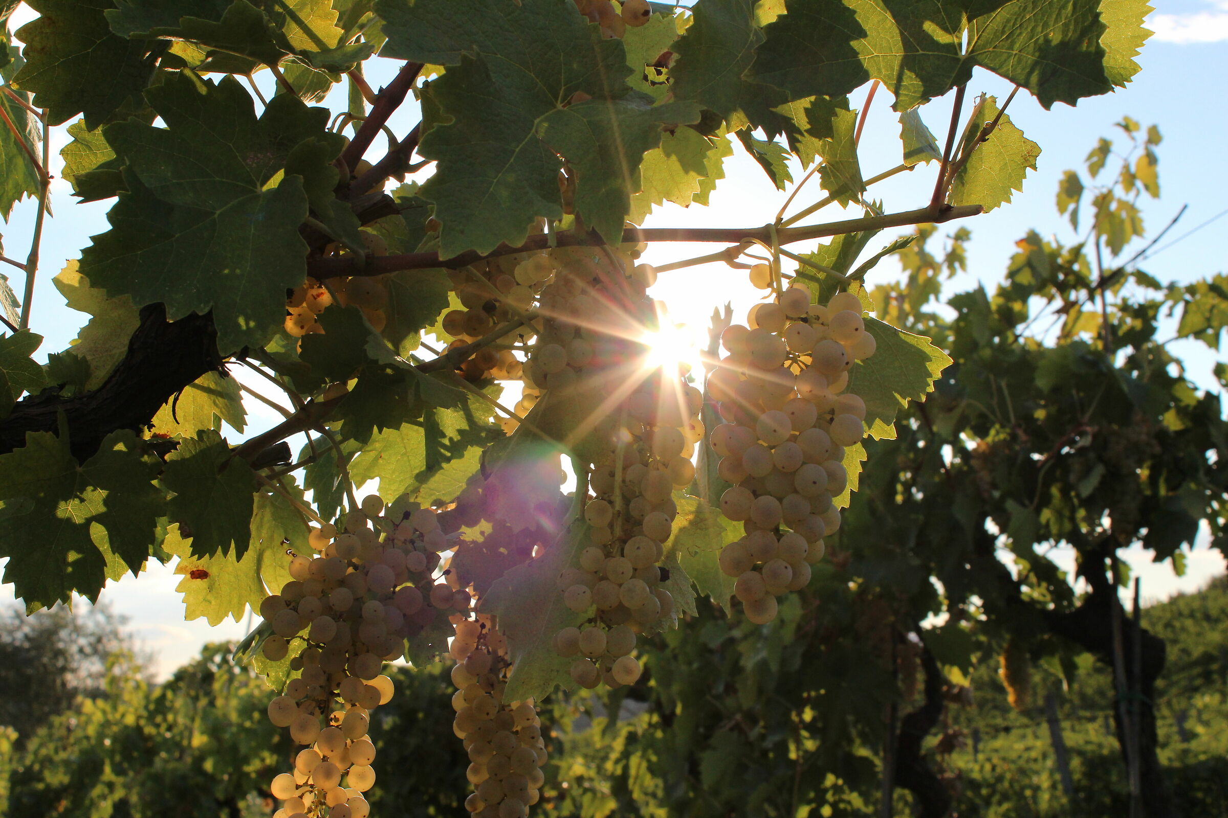 Grappoli di trebbiano