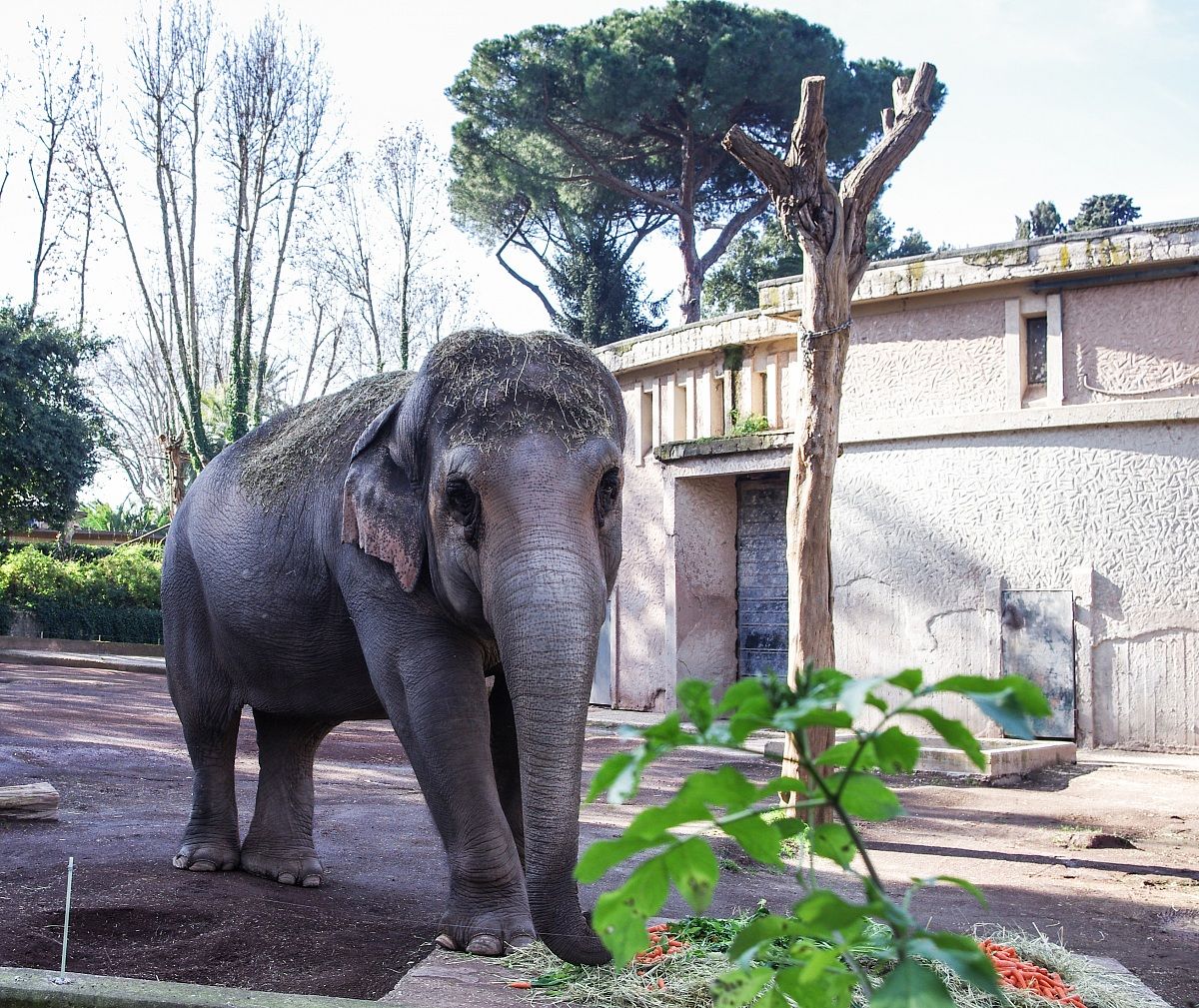 Elefante