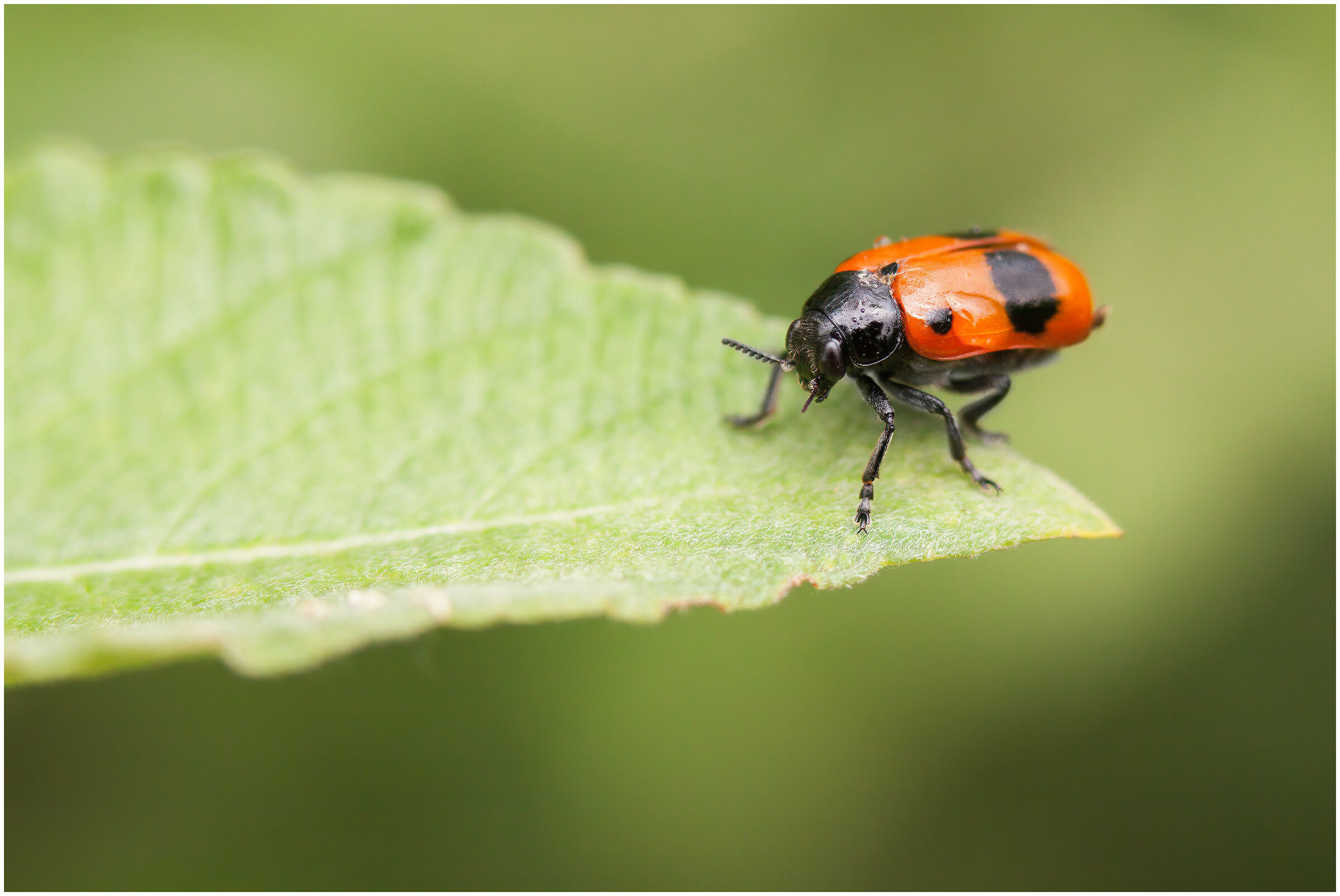 Preparing to take off