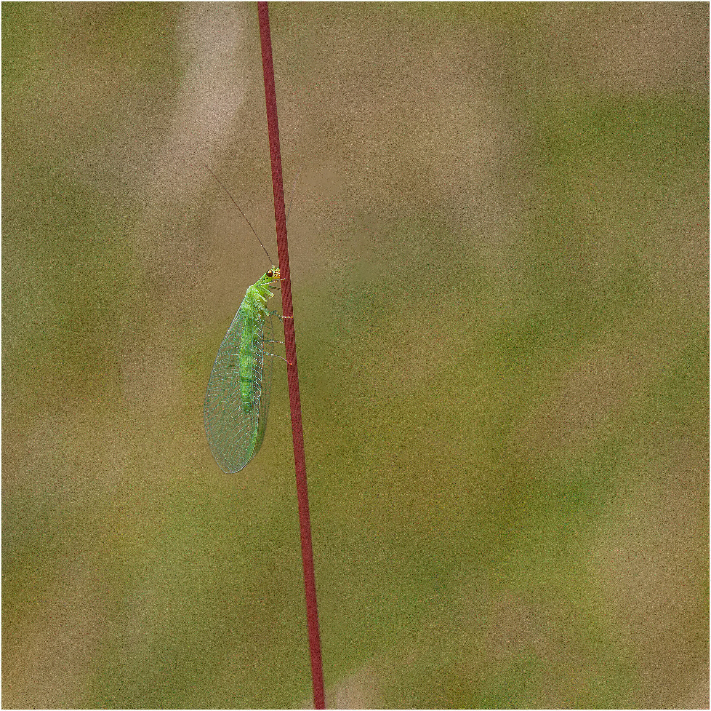 Green veil