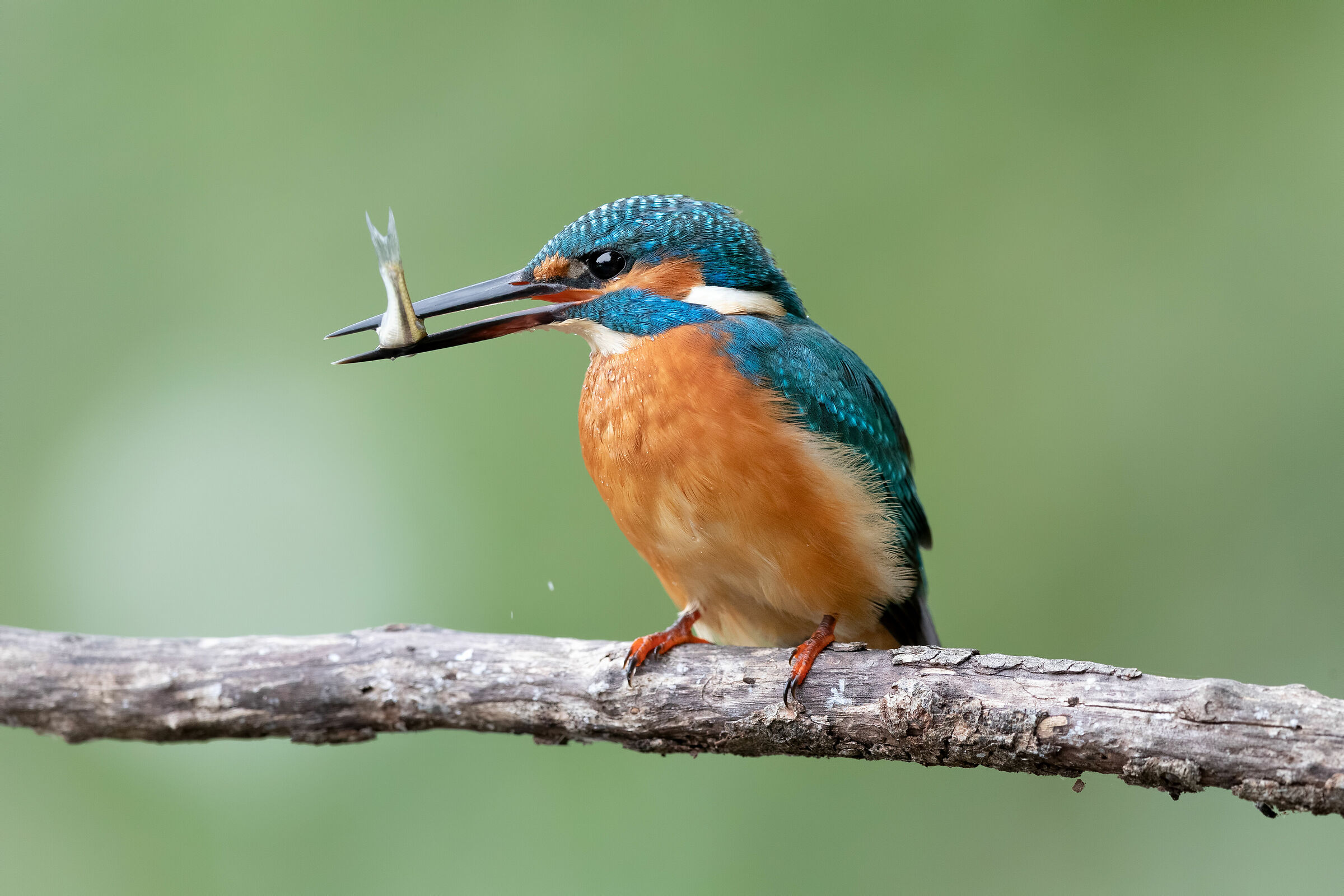 sul posatoio con preda