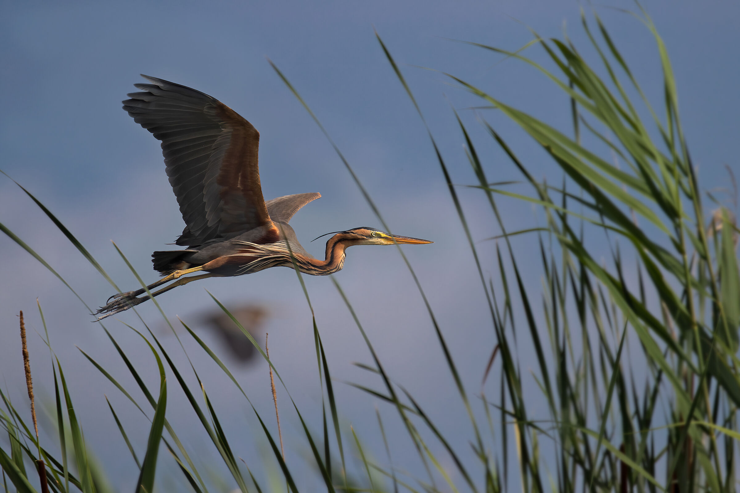 Parco del Mincio: coppia di Aironi rossi ambientati