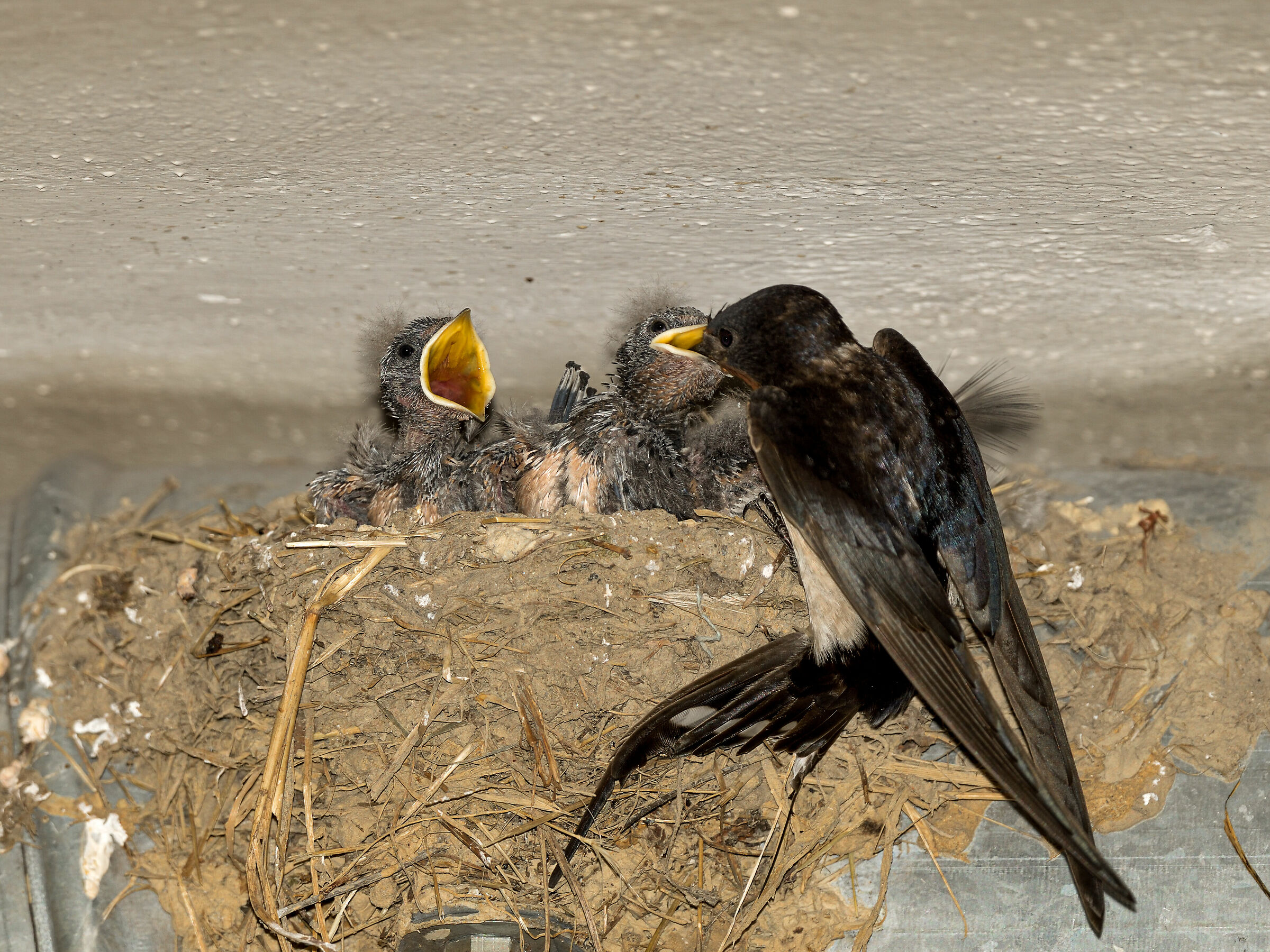 Metalworkers Swallows - Year 2