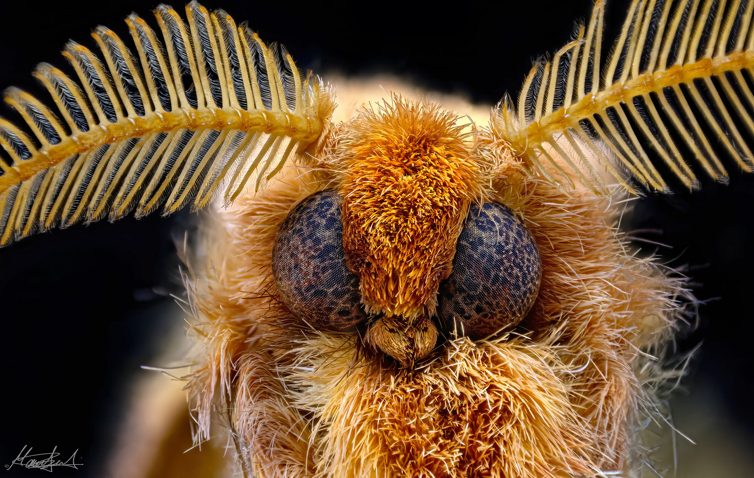 Cricula trifenestrata