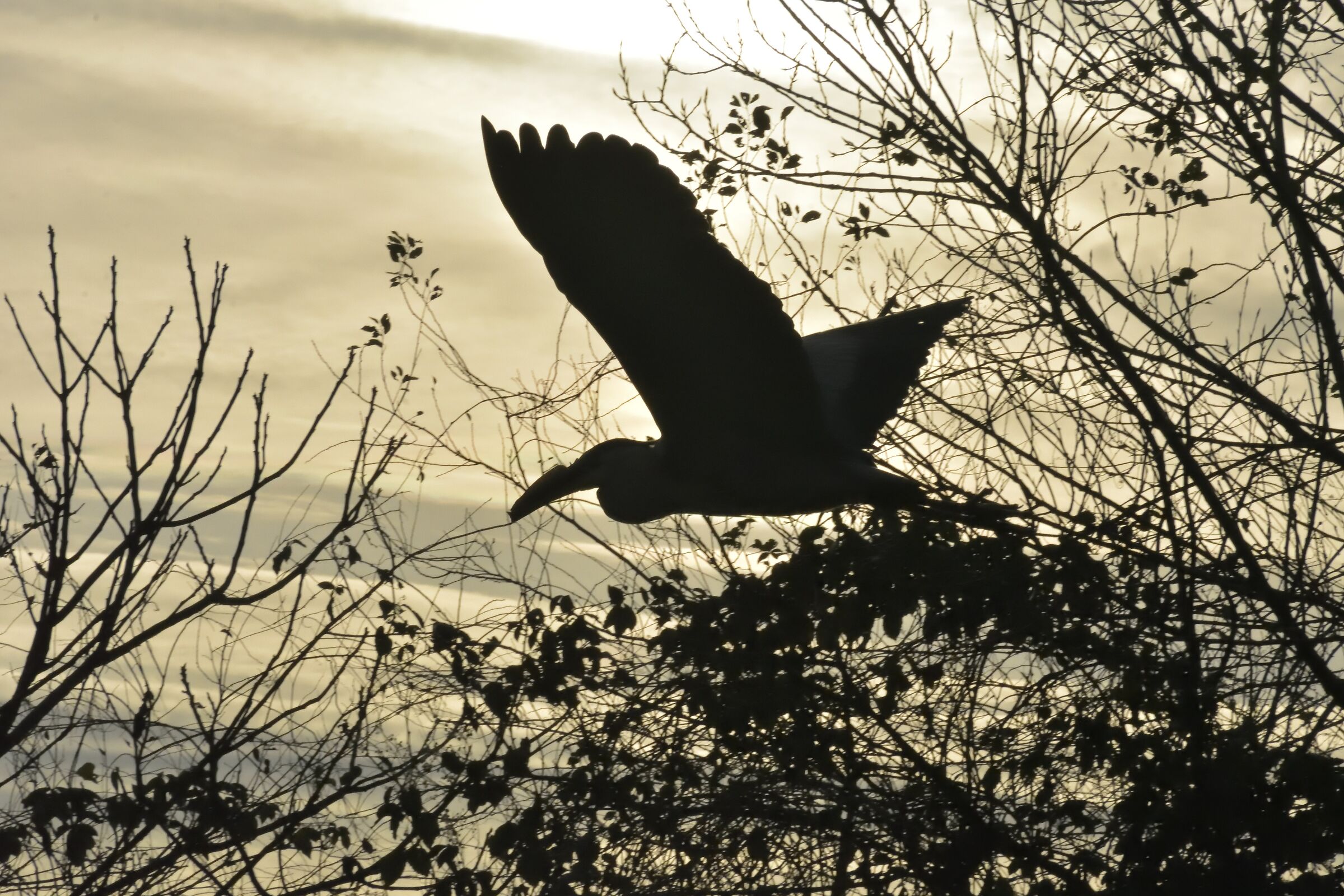 airone sul Villoresi