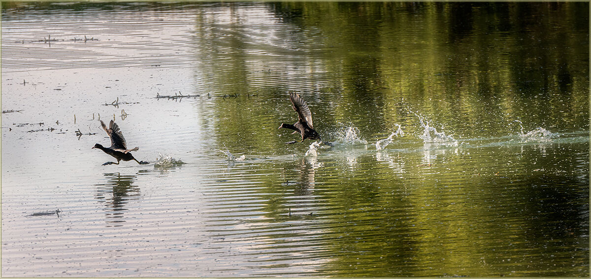 on the run