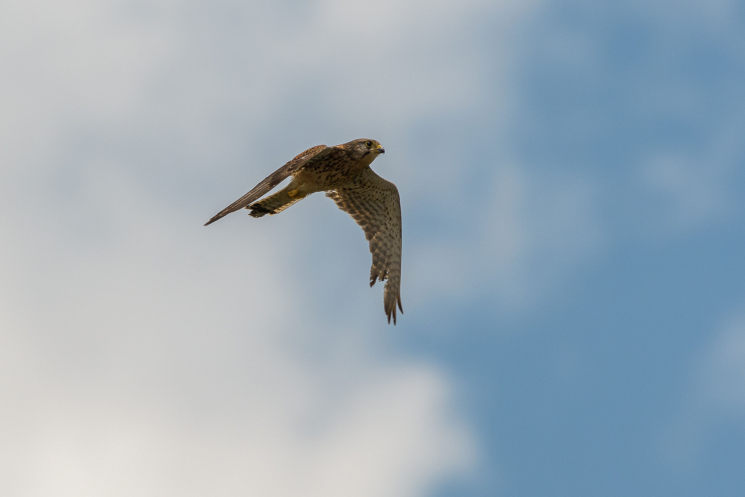 Kestrel