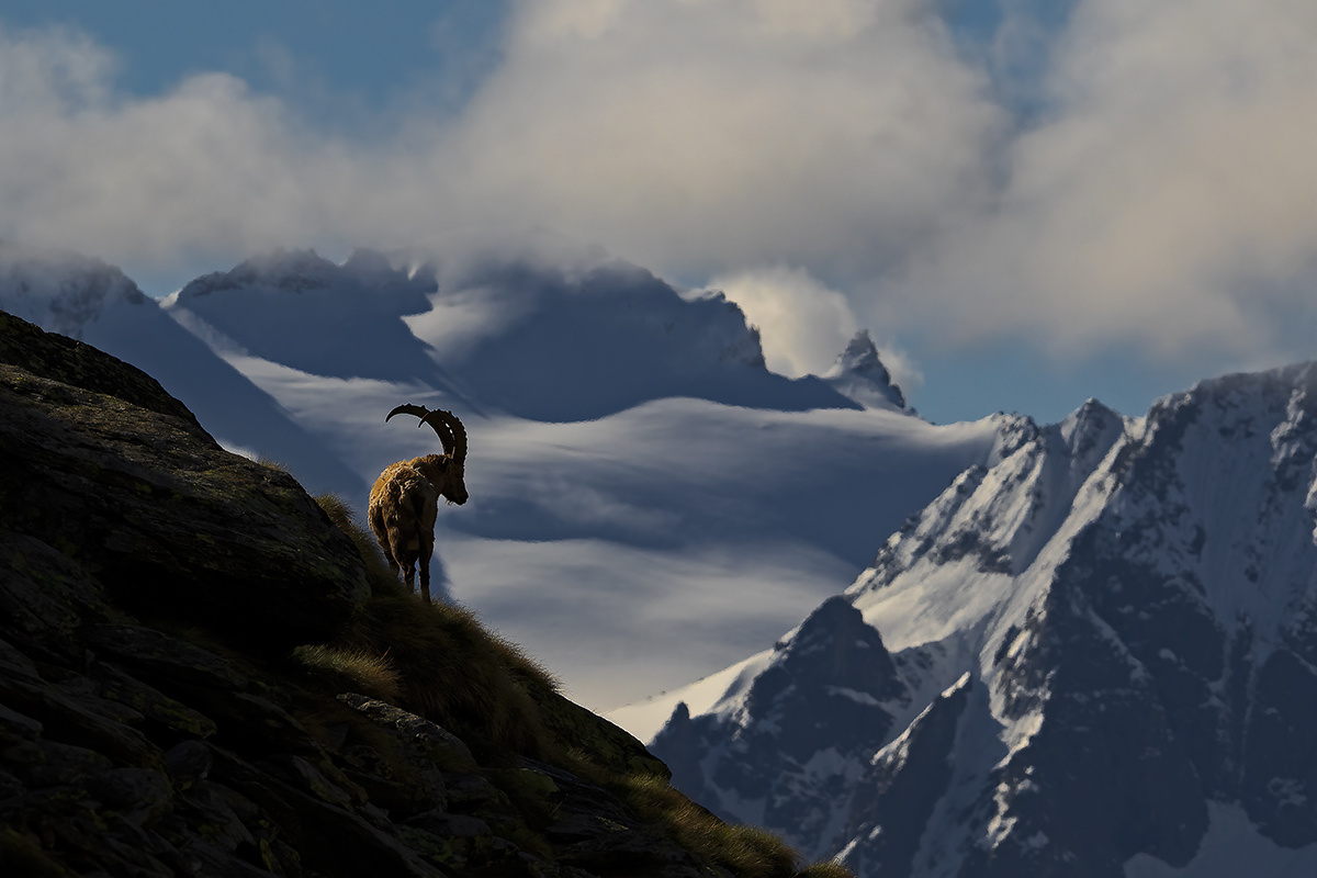 Nel regno dello stambecco