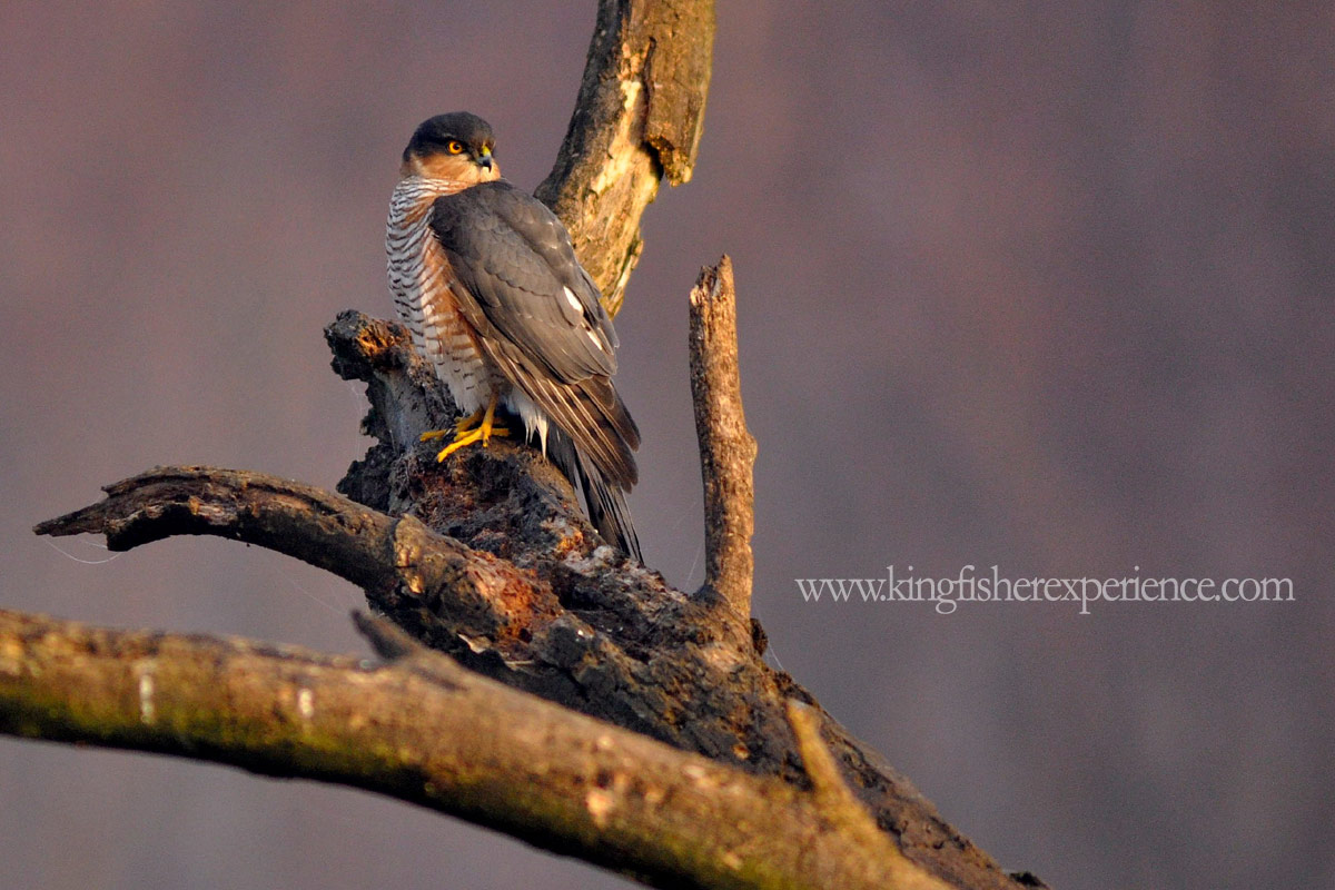 Sparviere sul posatoio