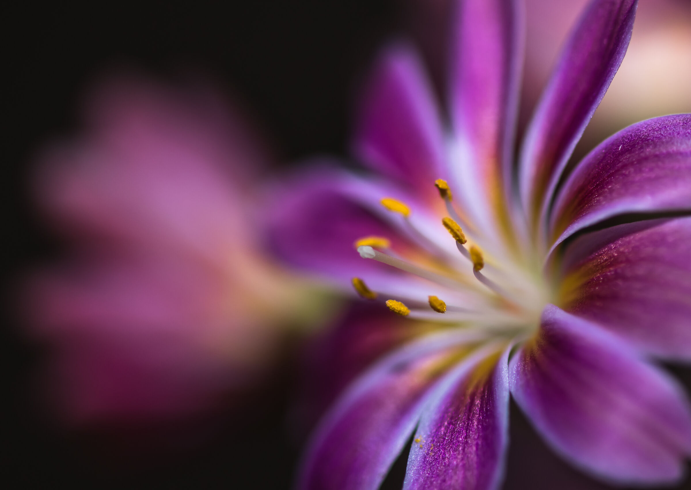 Lewisia