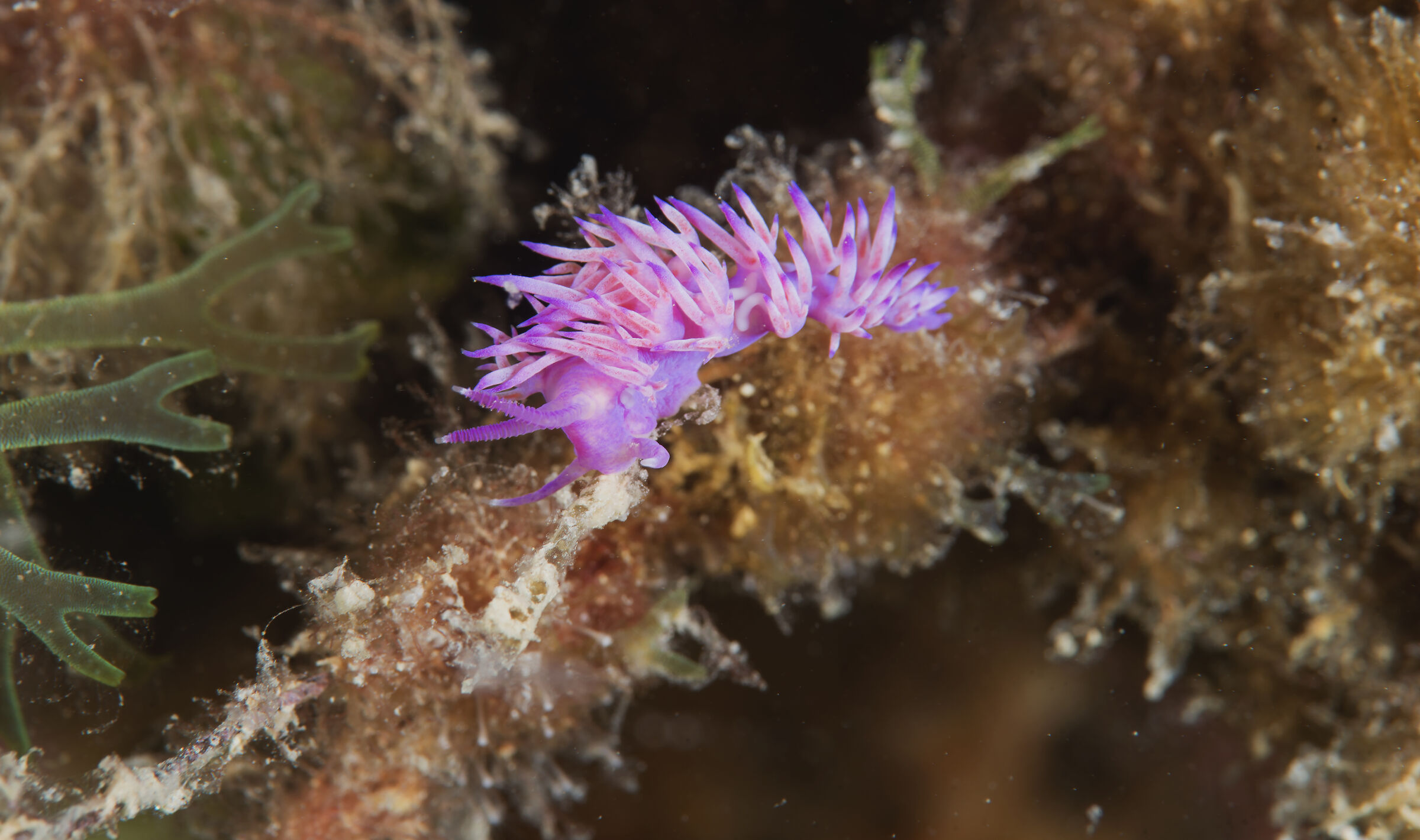 flabellina viola "gas gas"