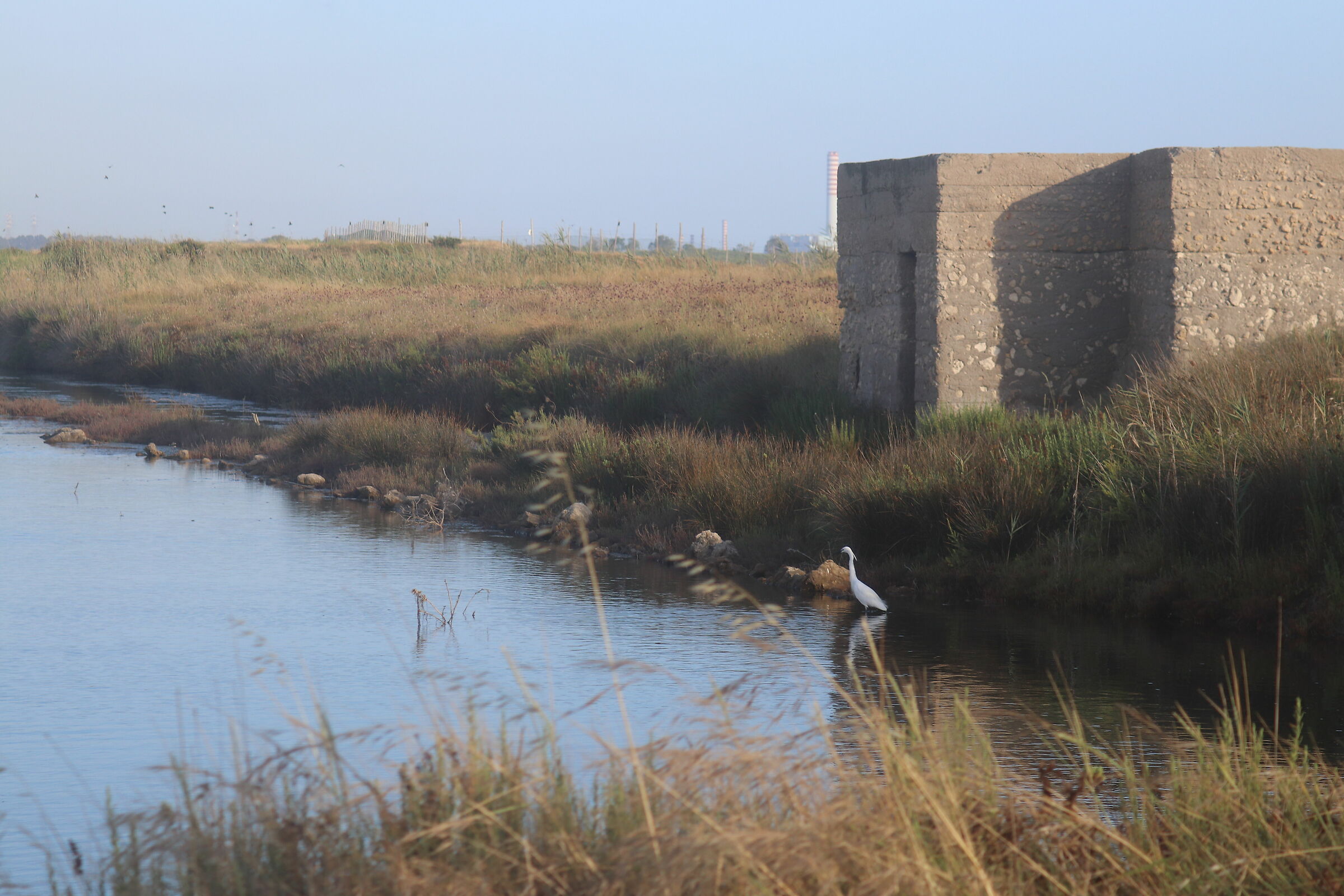 Garzetta alle saline di Tarquinia (vt)
