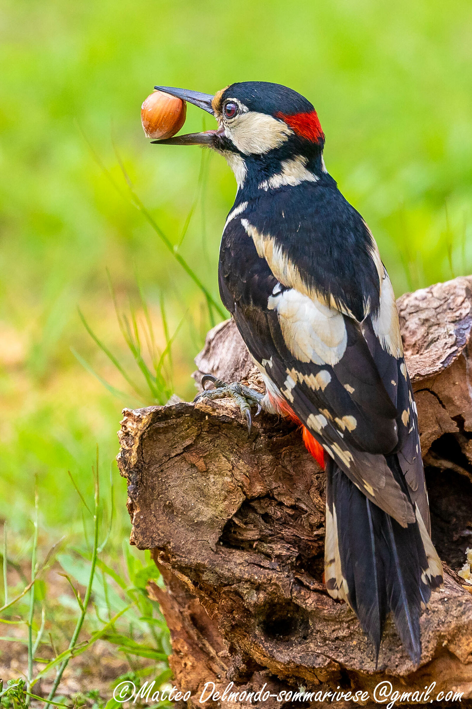 Picchio rosso maggiore