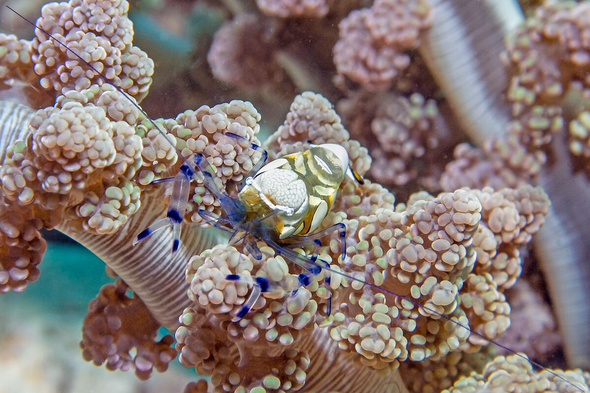 Periclimenes brevicarpalis