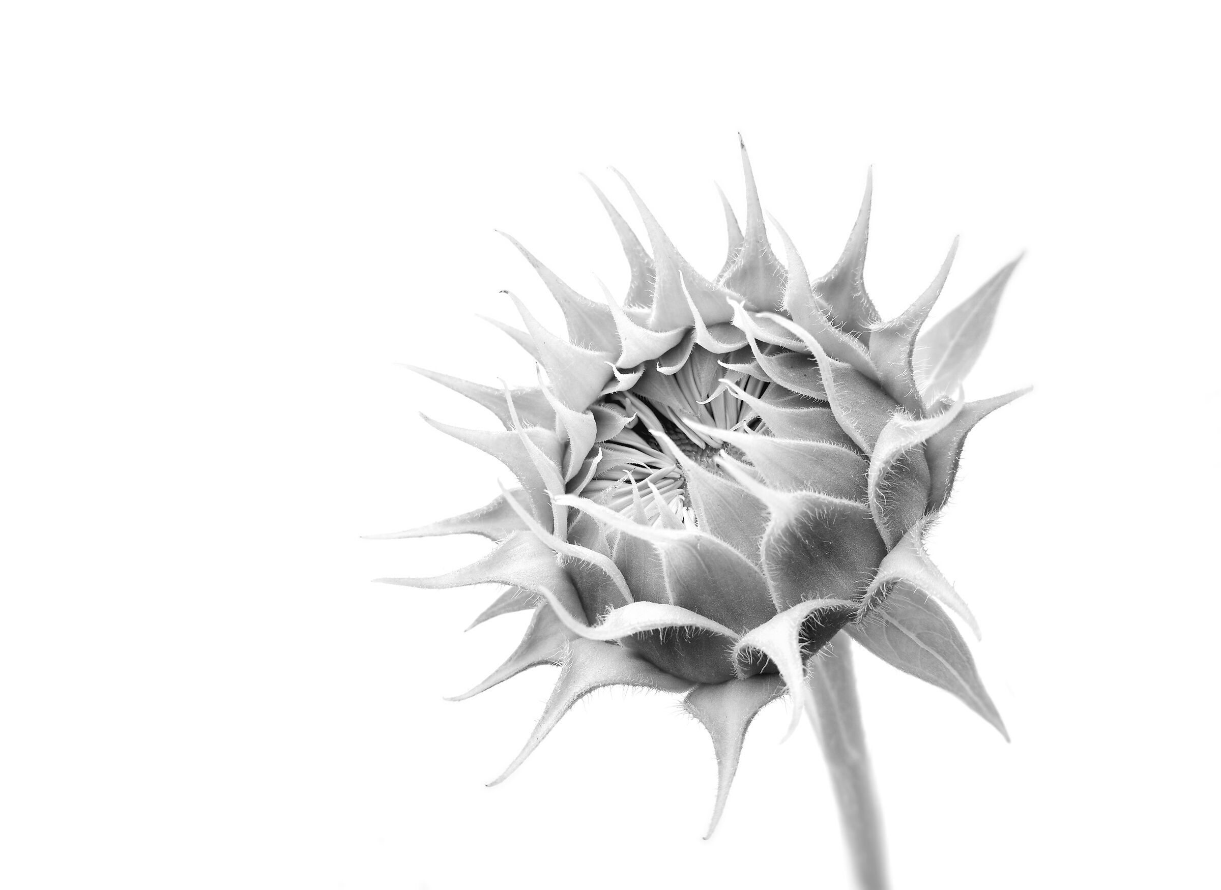 Waiting for the flower