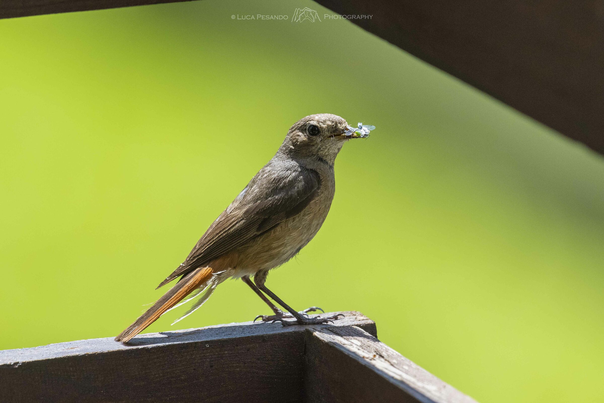 Lo porto ai piccoli..