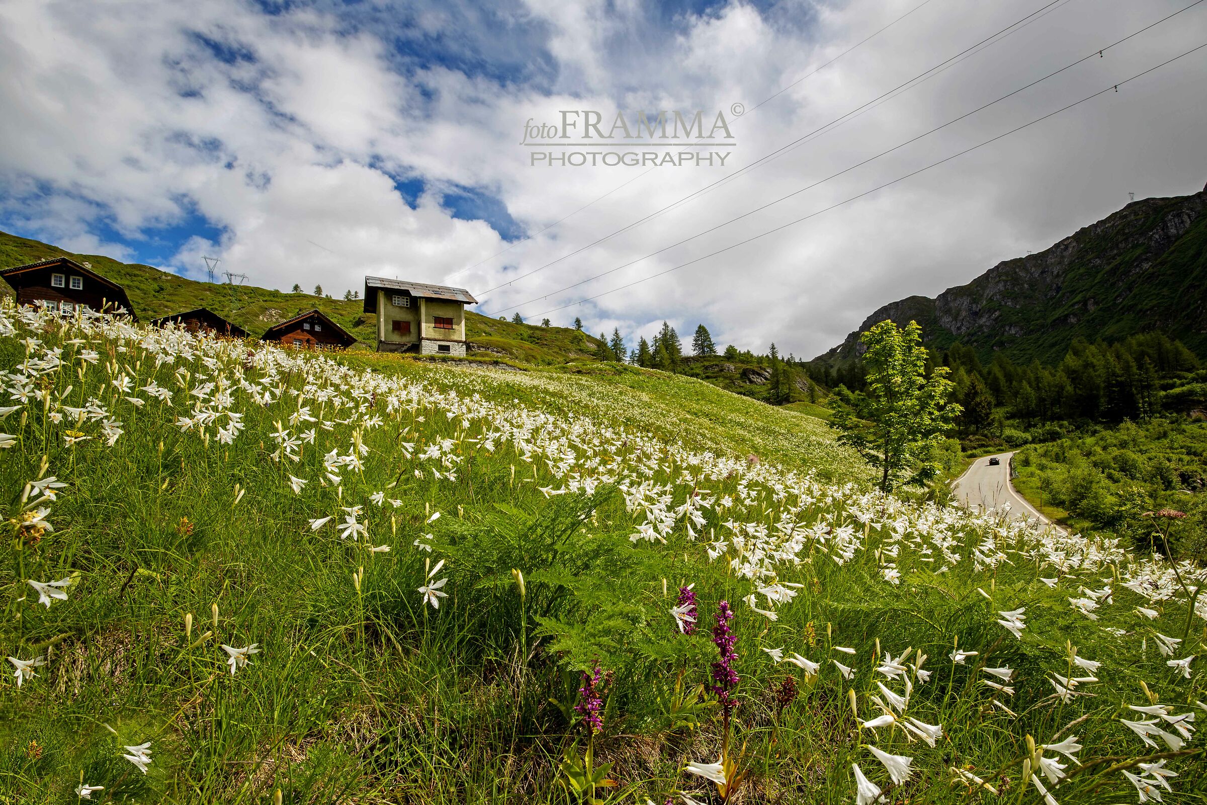 Fioritura in Val Formazza