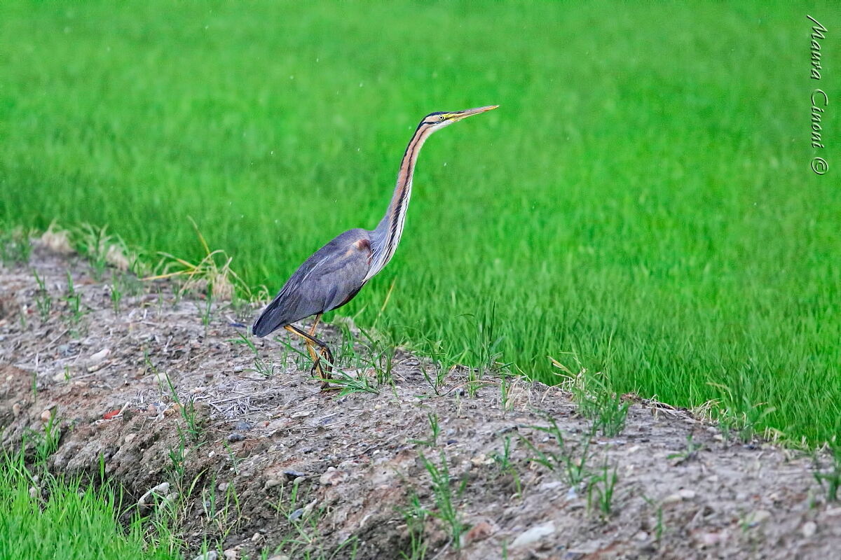 Airone Rosso sotto la pioggia