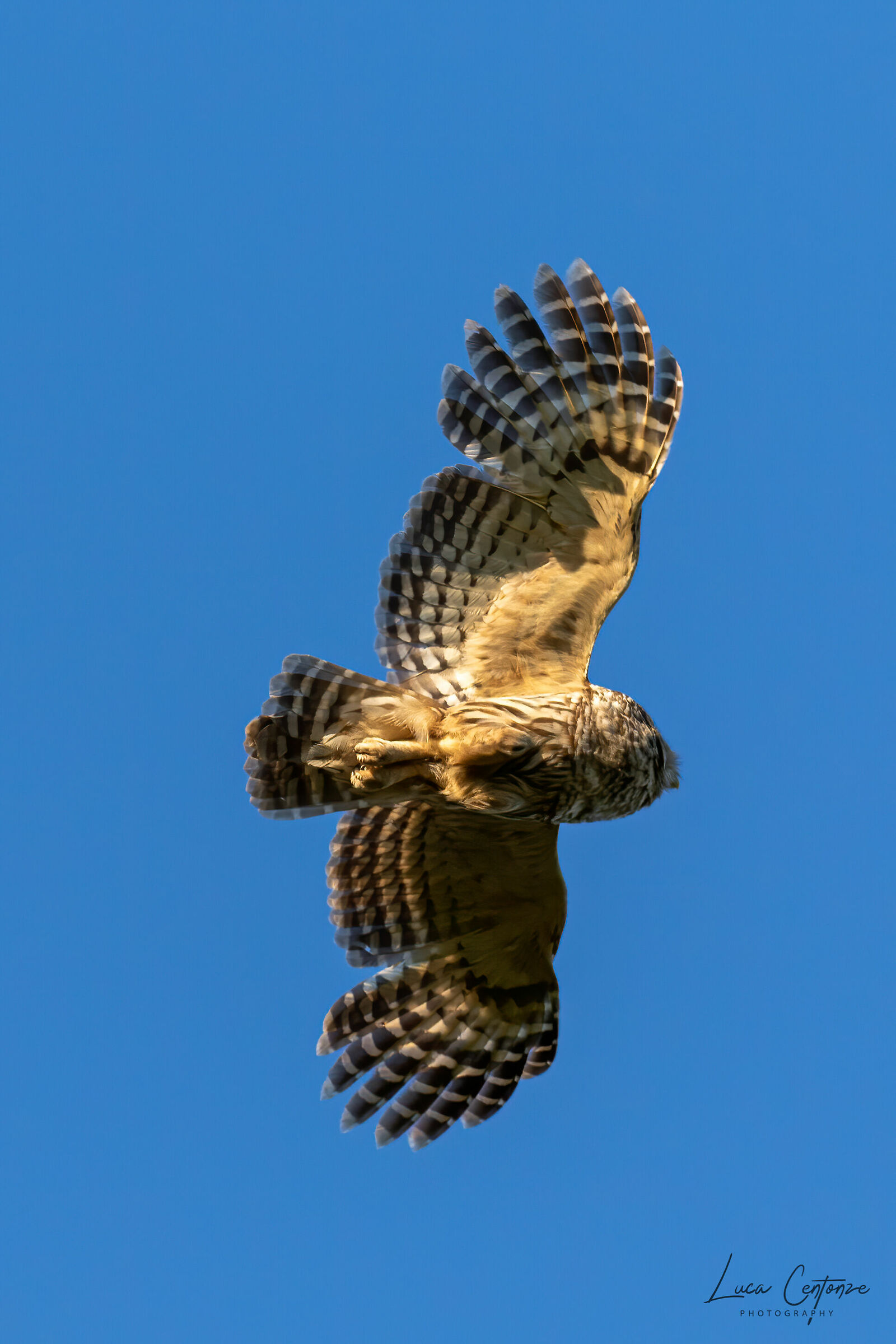 Barred Owl in volo #1