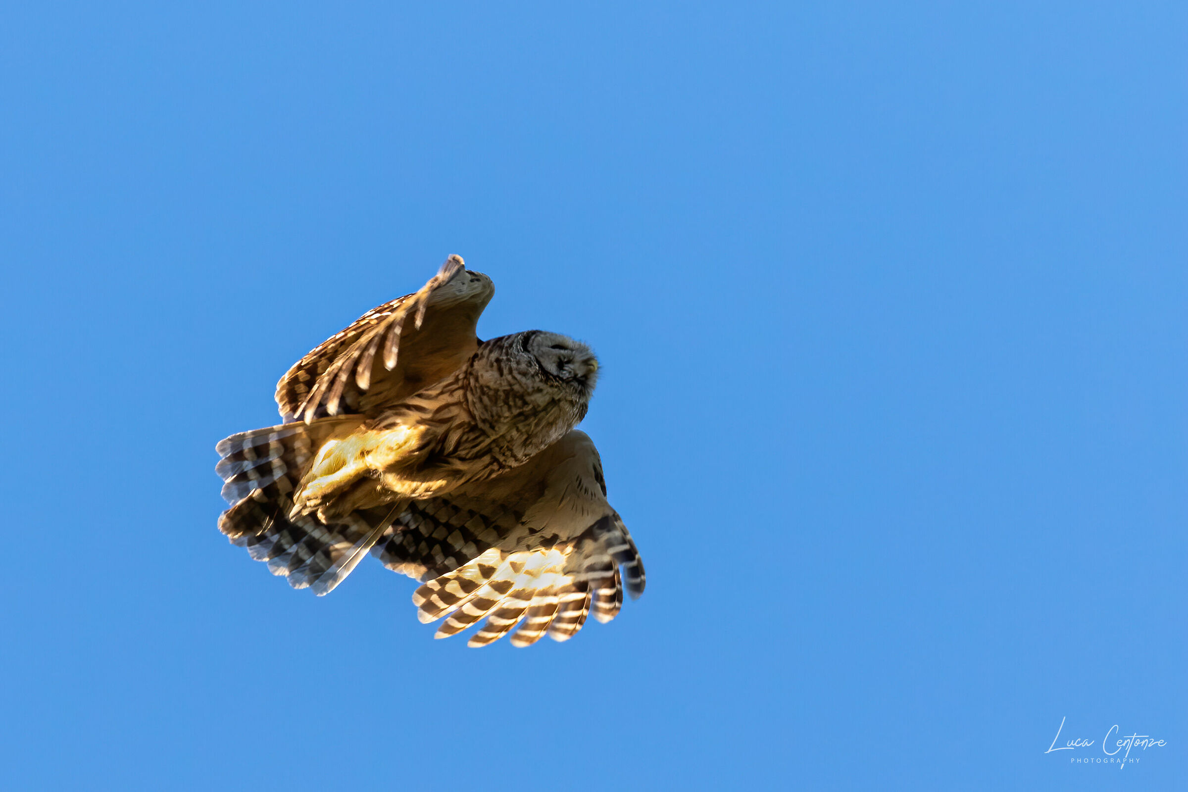 Barred Owl (Barbagianni) flying #2