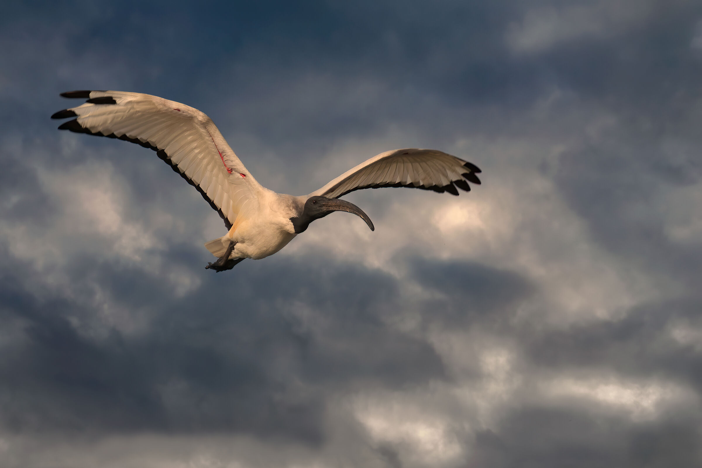 Incontri nel Parco del Mincio (mn)