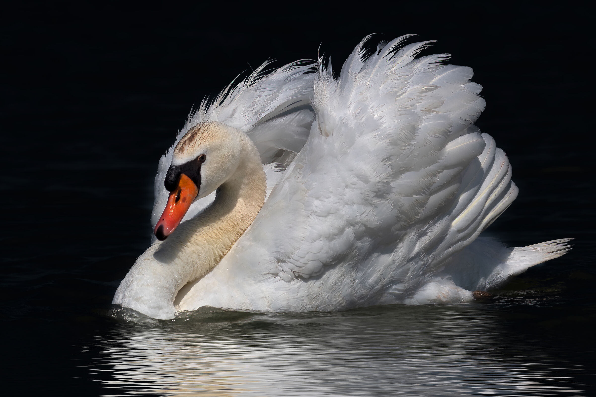 L'impareggiabile eleganza del Cigno reale