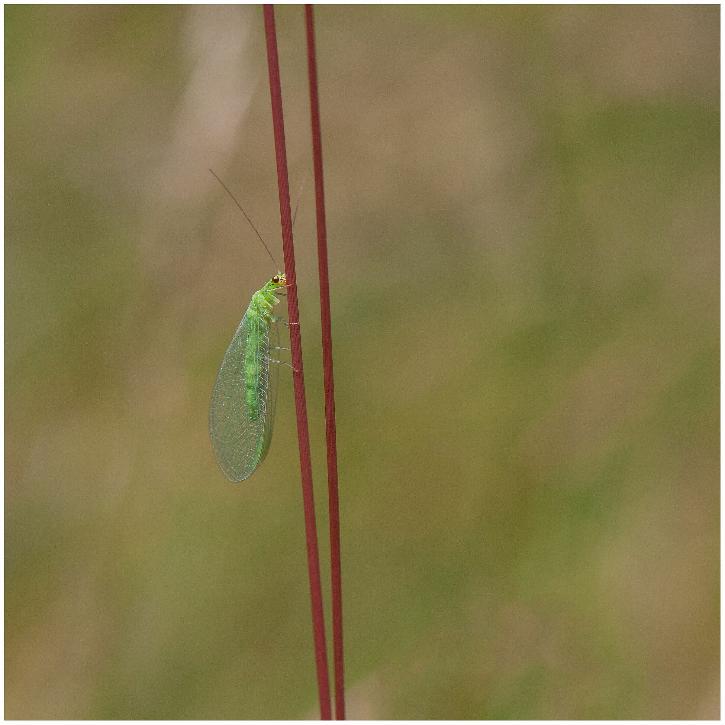 Green veil
