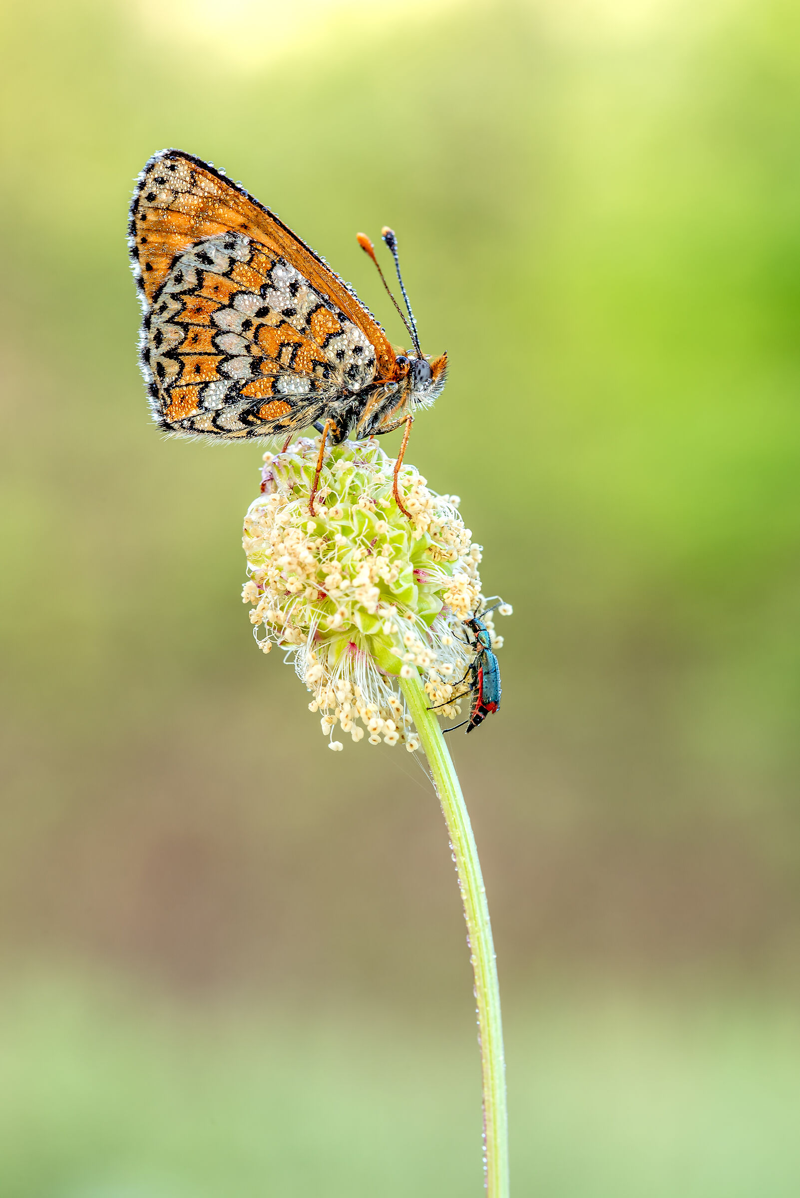 Melitaea