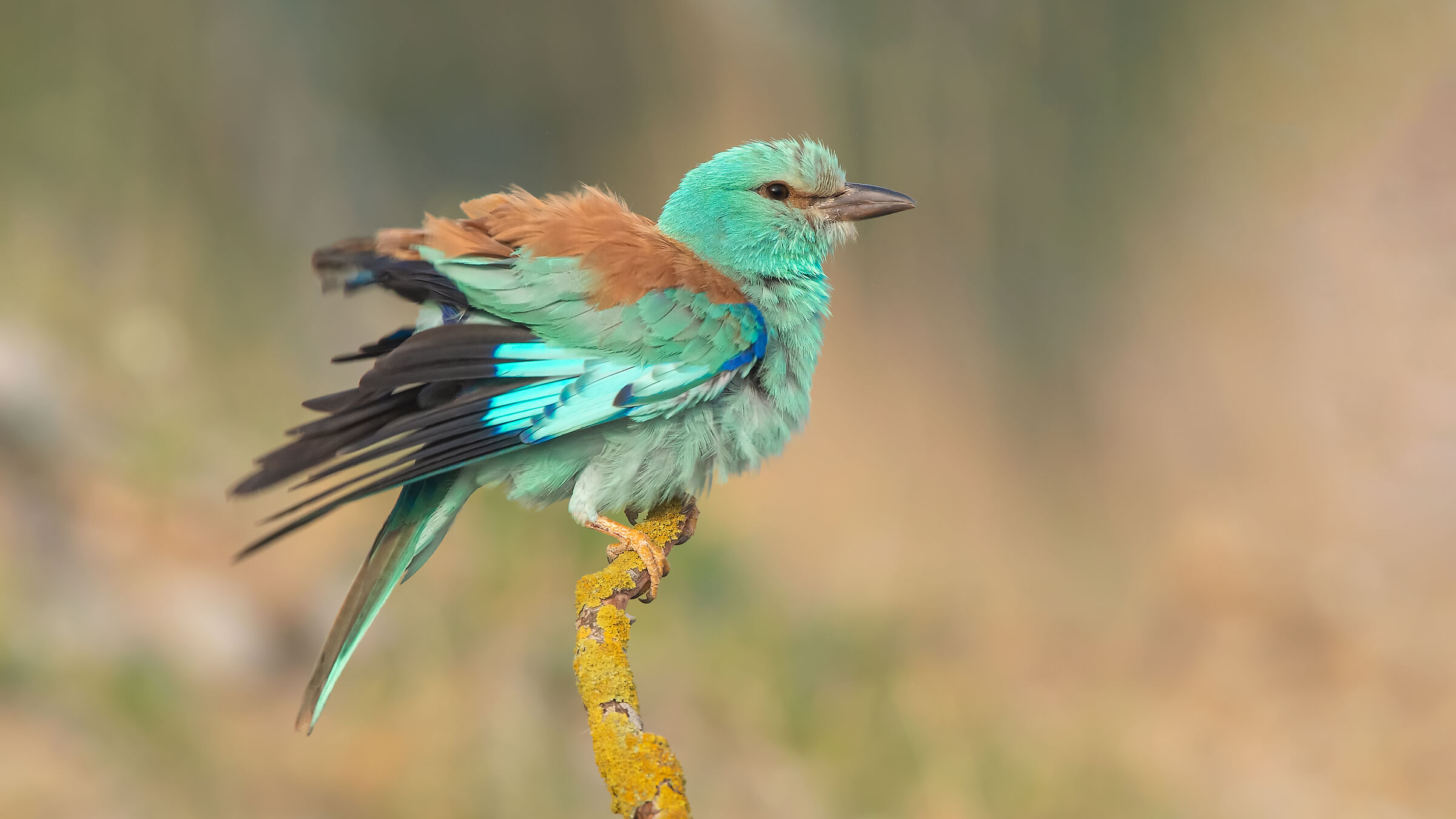 G'kkuzgun - Rullo europeo - Coracias garrulus