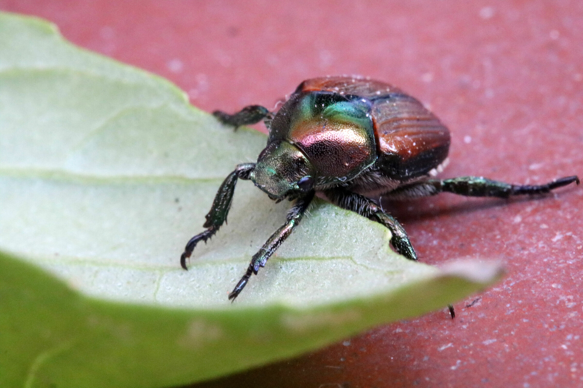 alla conquista della foglia