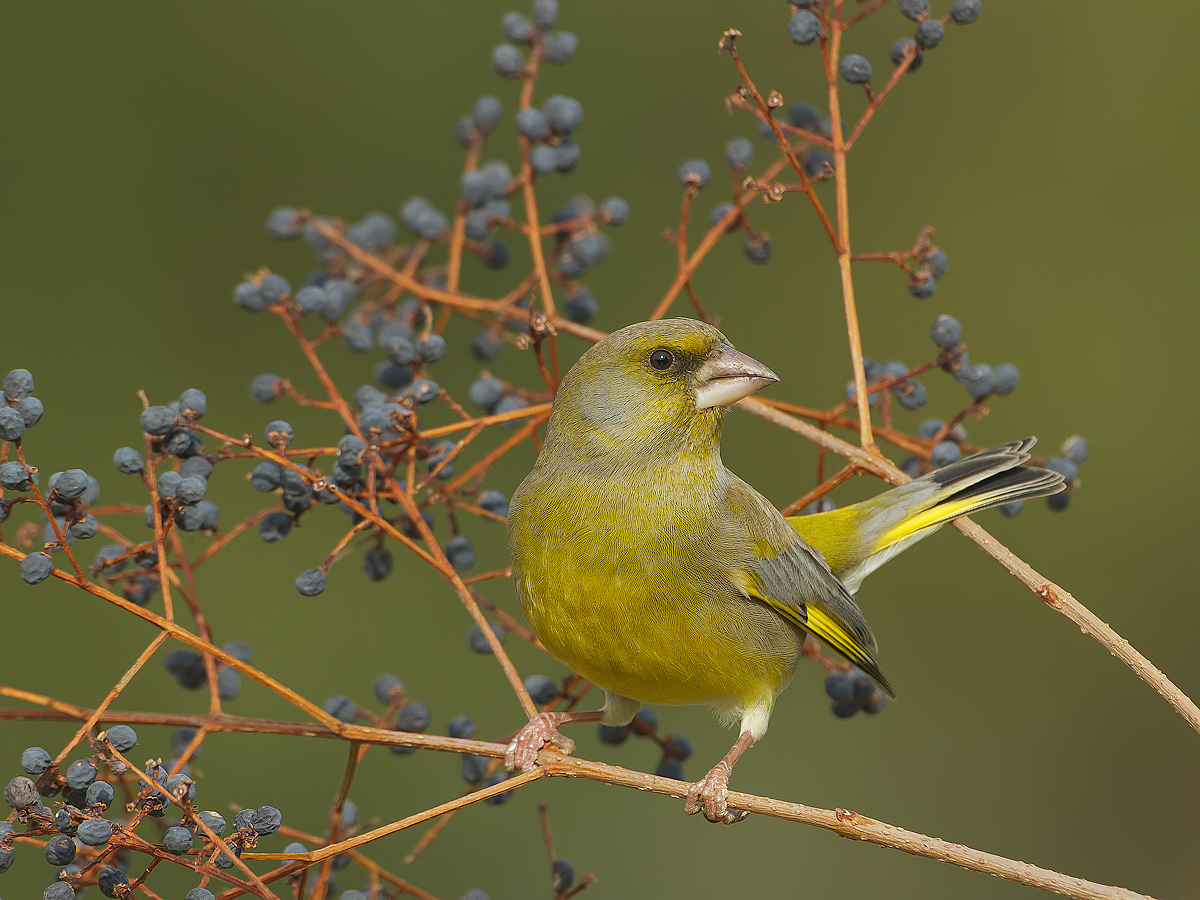 greenfinch