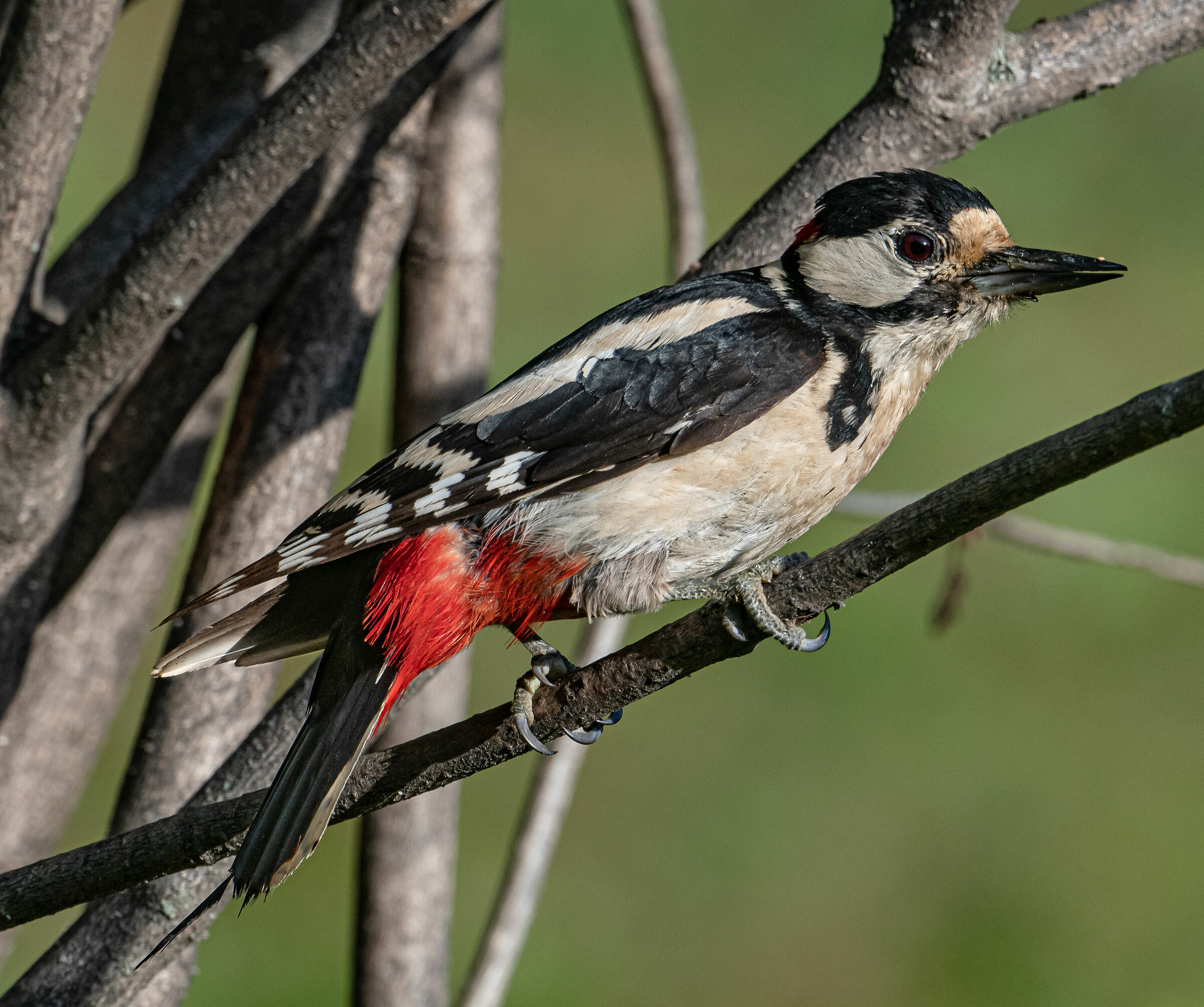 Major Red Woodpecker