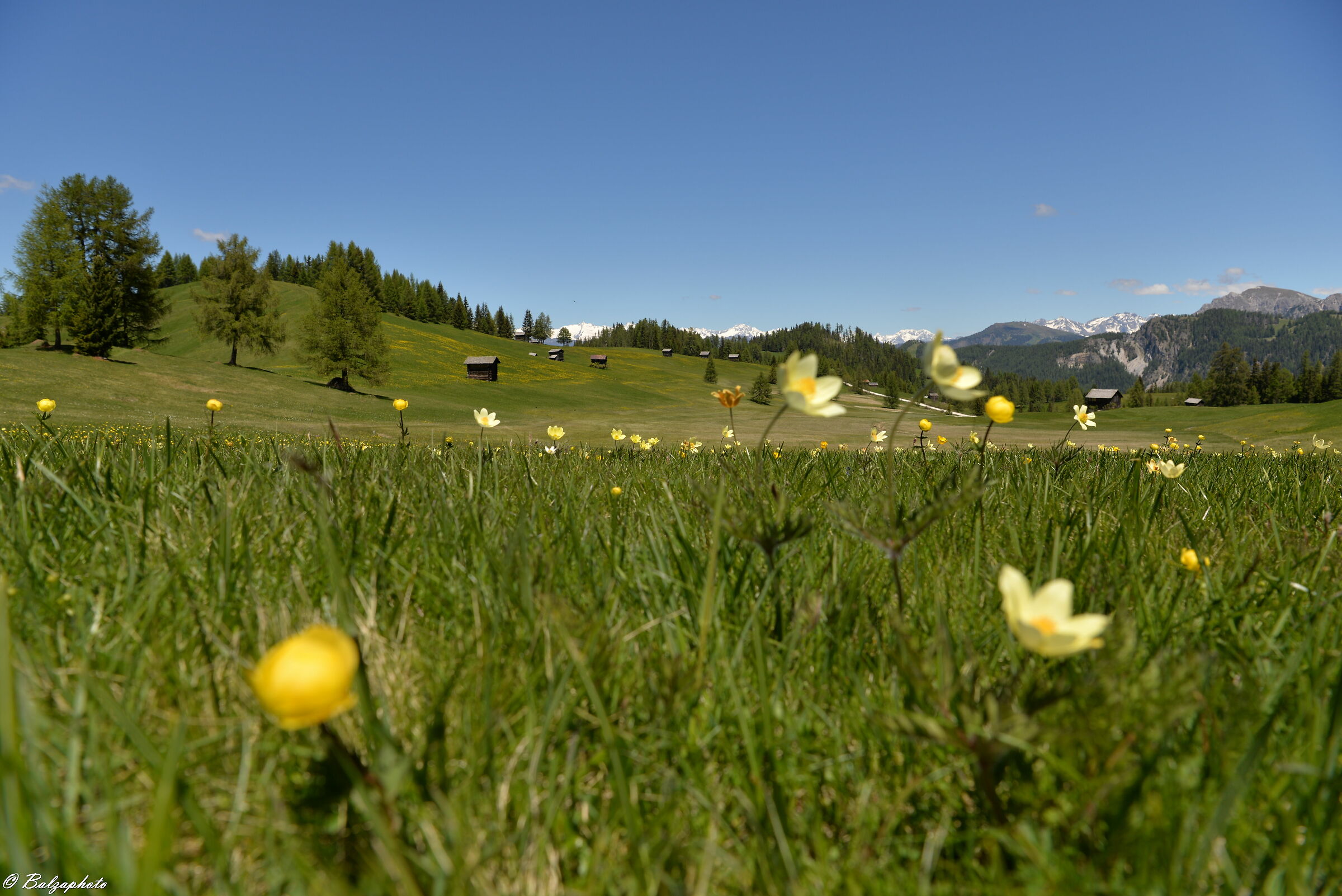 Prati dell`Armentara ricoperti di fiori in primavera