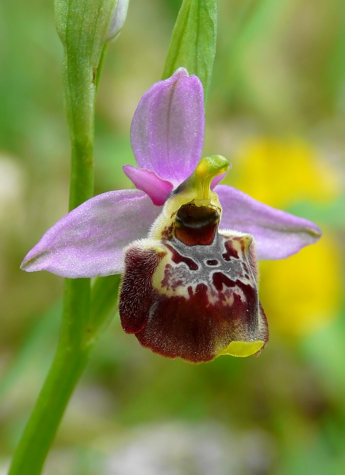 Ophrys gracilis