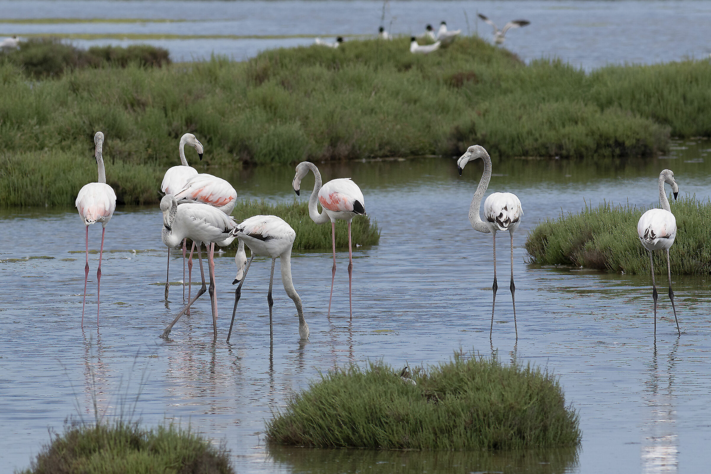Lio Piccolo - Fenicotteri