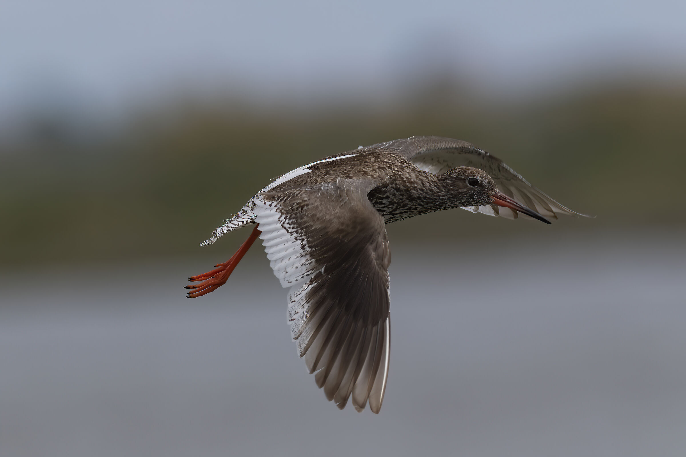Lio Piccolo - Pettegola di palude