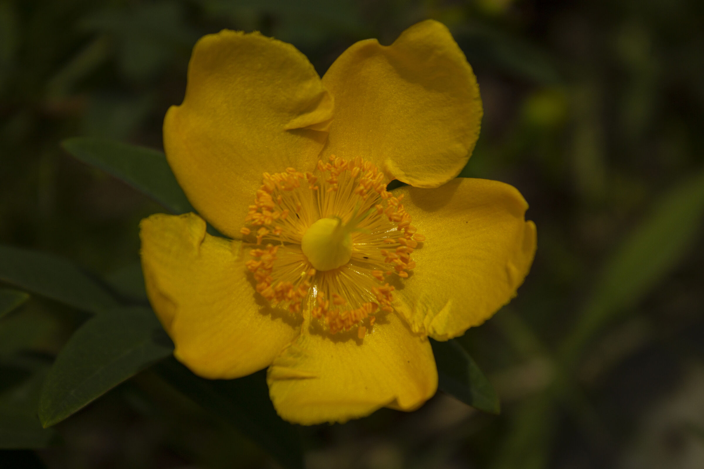 Yellow Flower, New8