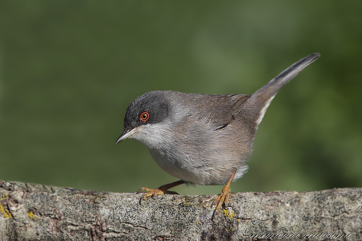 occhiocotto F( Sylvia  melamocephala)