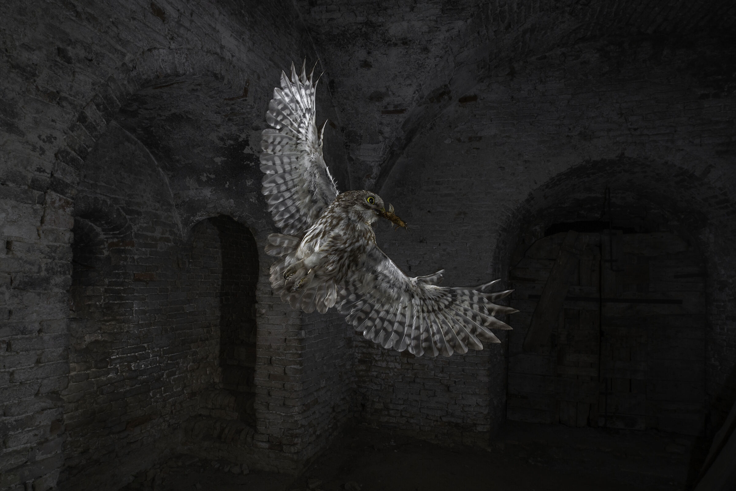 owl with crickettalpa