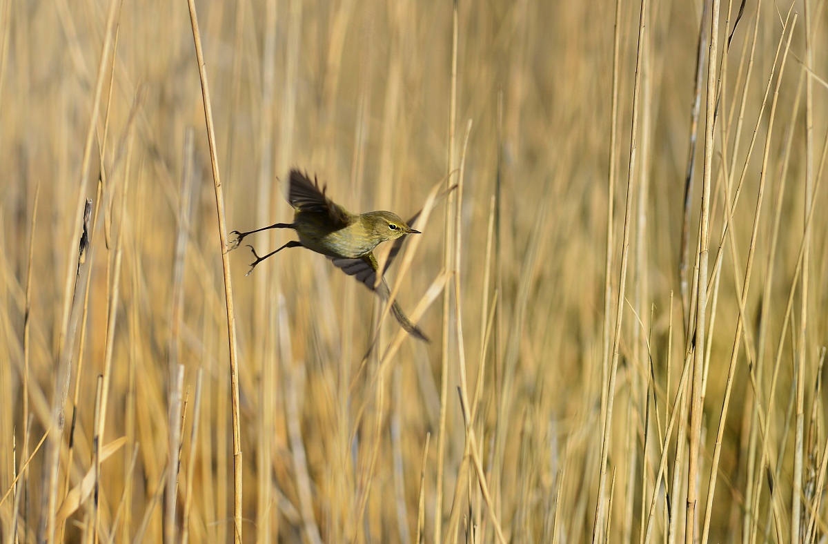 warbler in the "forest"!