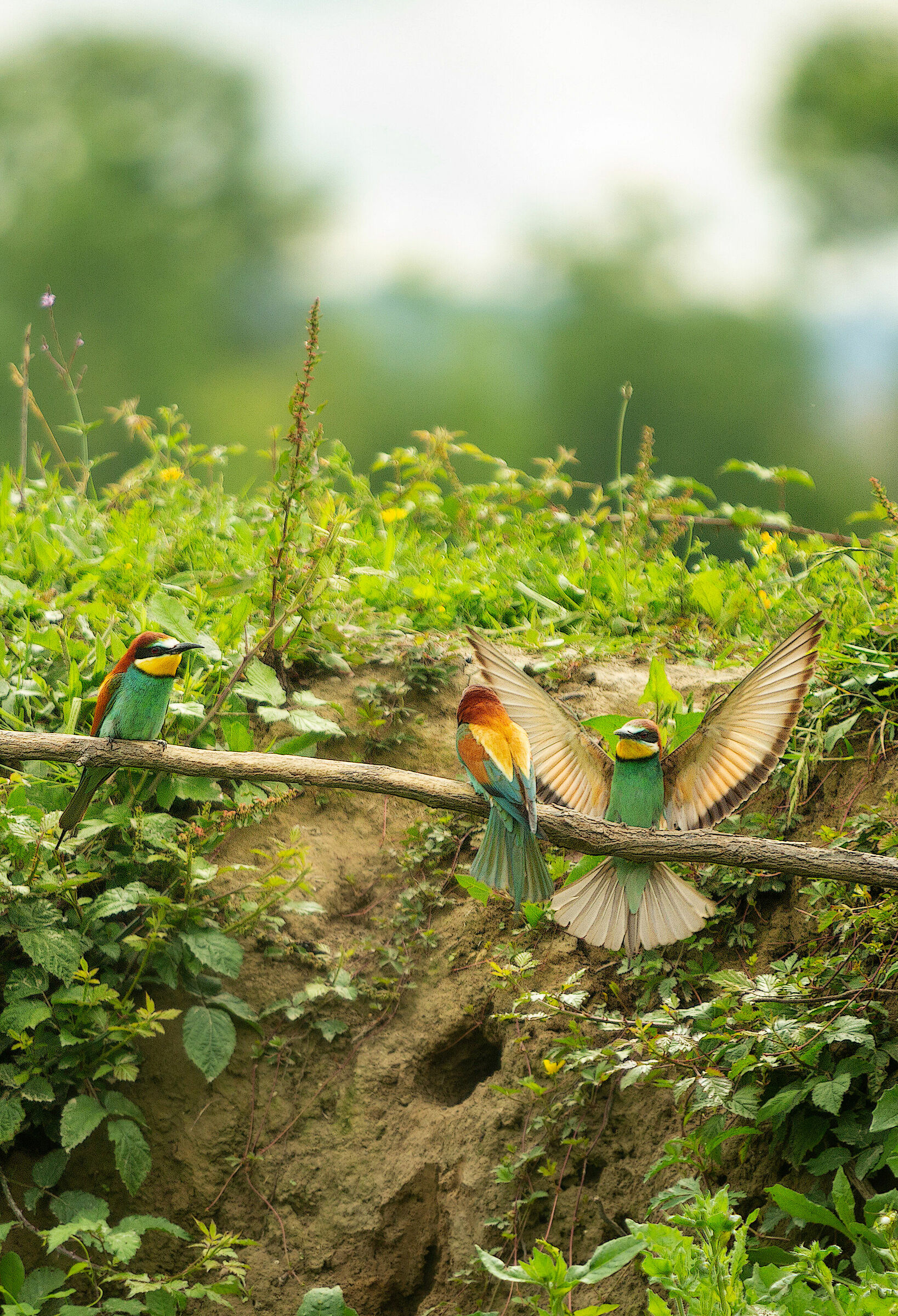 Gruccioni, corteggiamento.