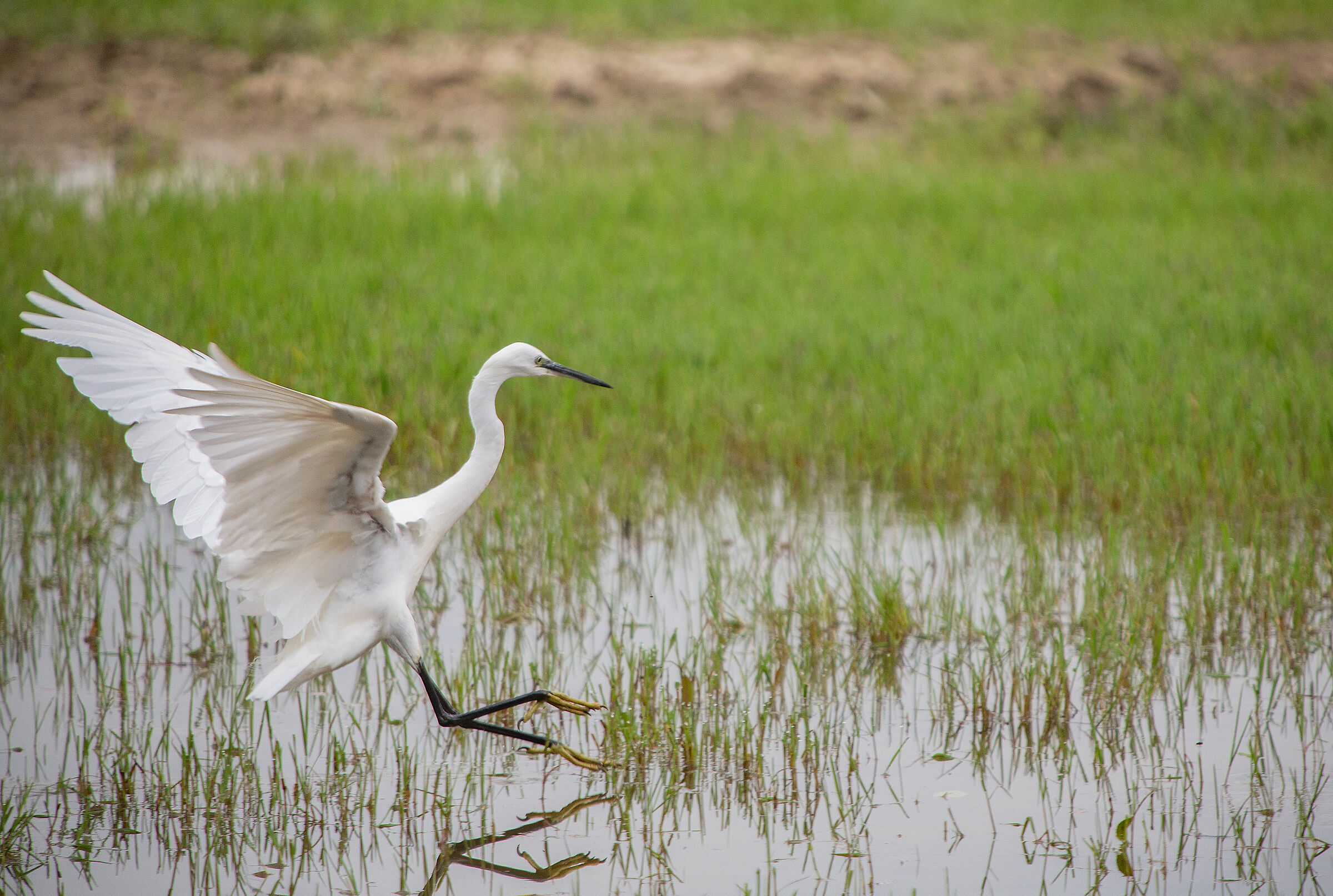 L'atterraggio, Garzetta all'Isola della Cona.