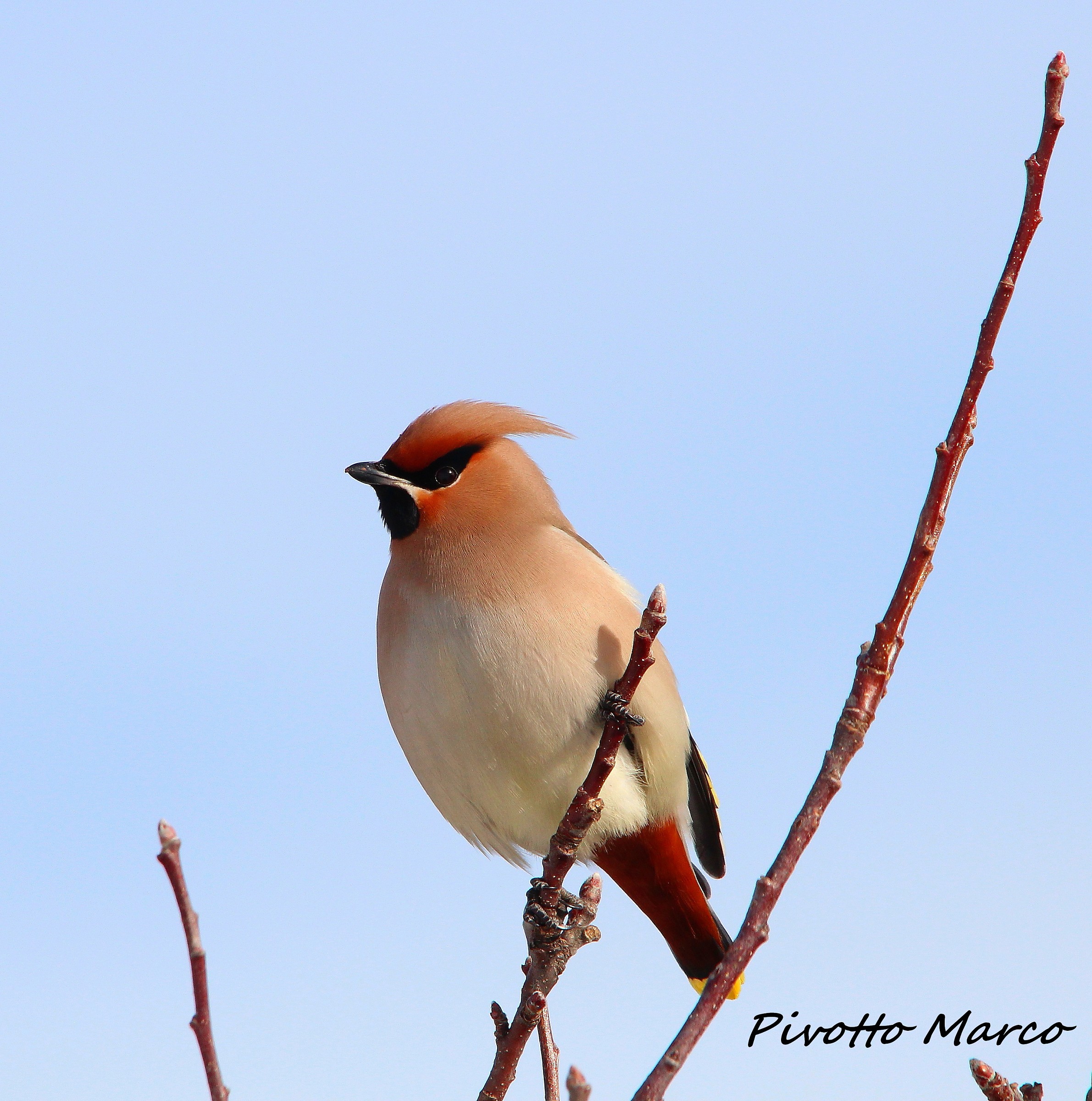 Waxwing
