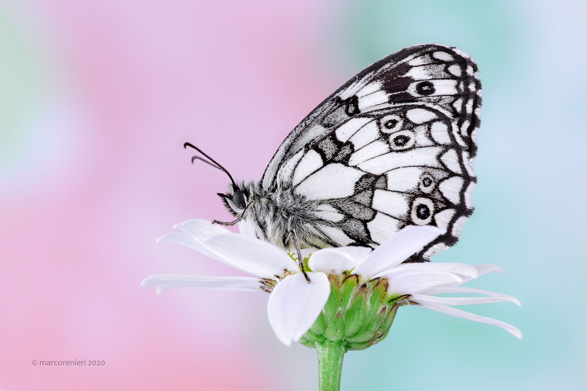 Melanargia galathea