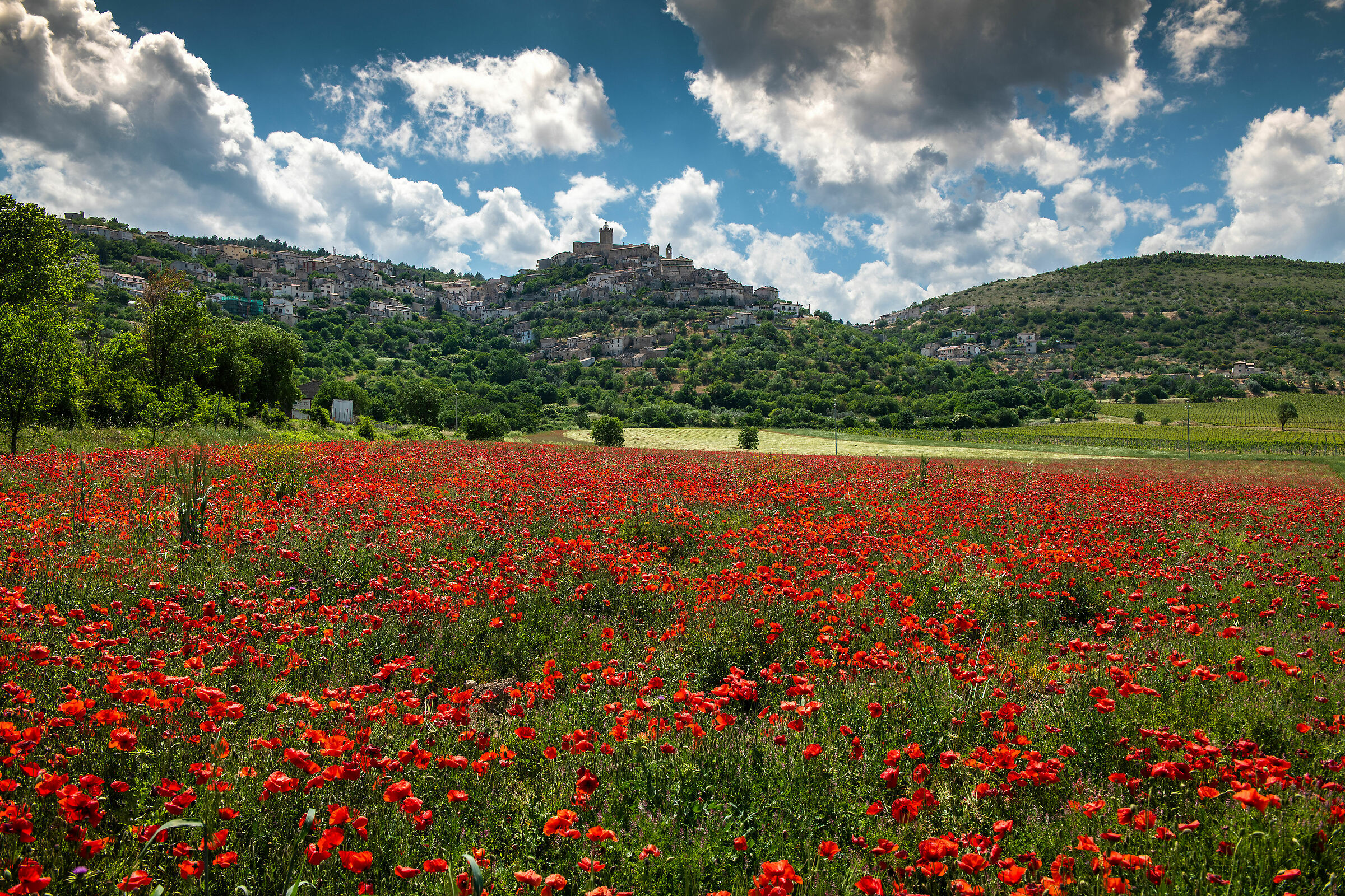 Capestrano - Campo di Papaveri