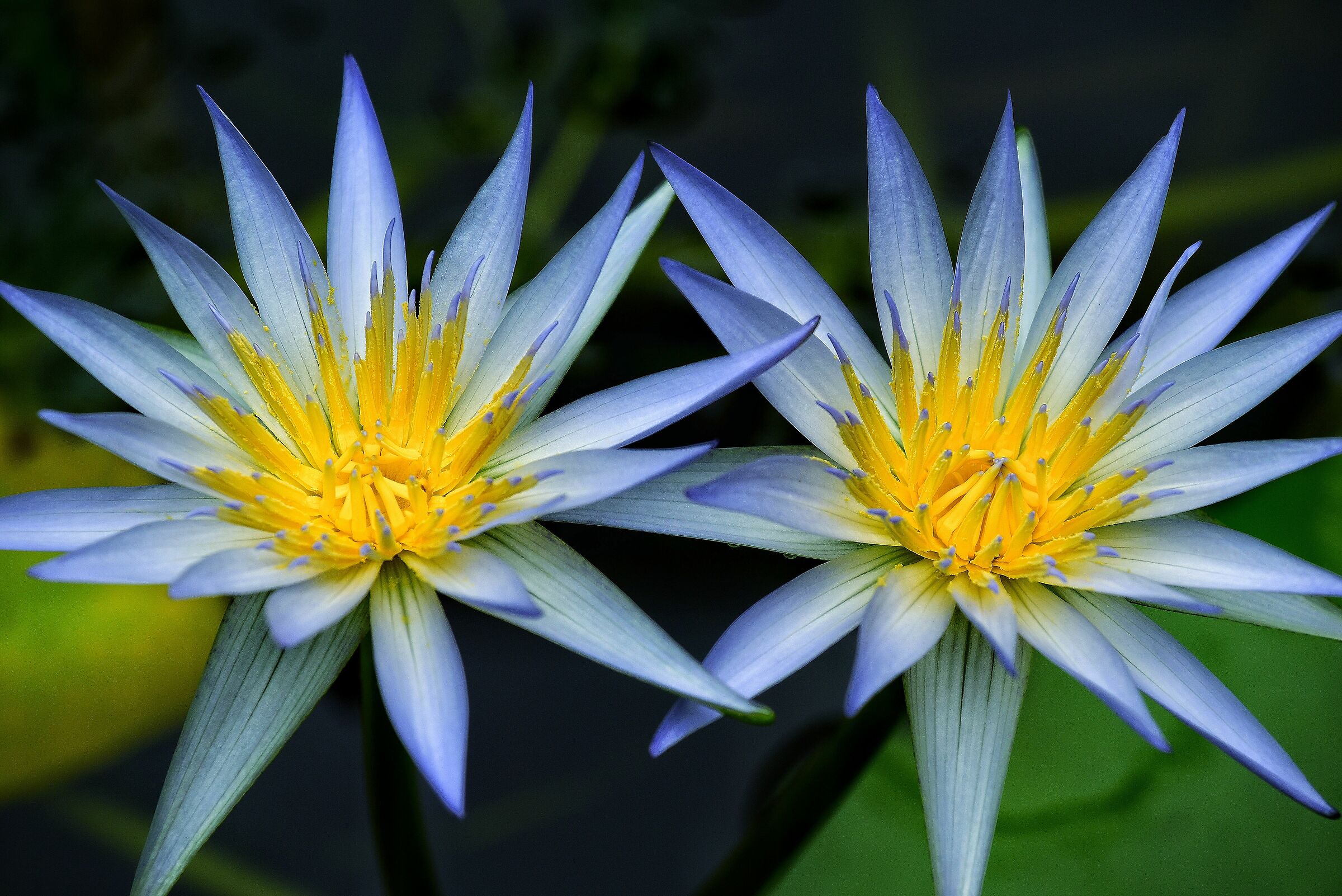 The beauty of flowers.