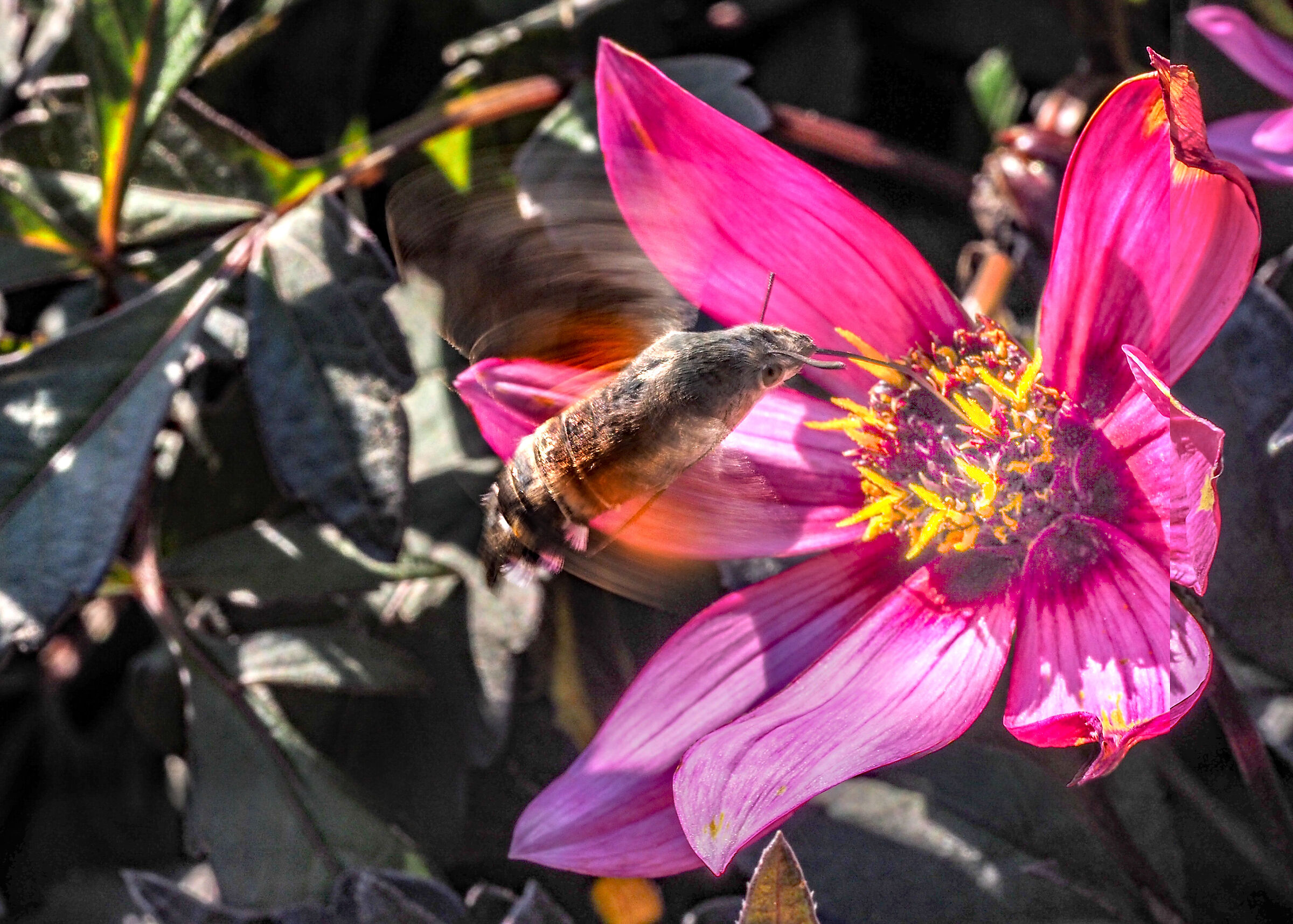 Stellatarum Macroglossum