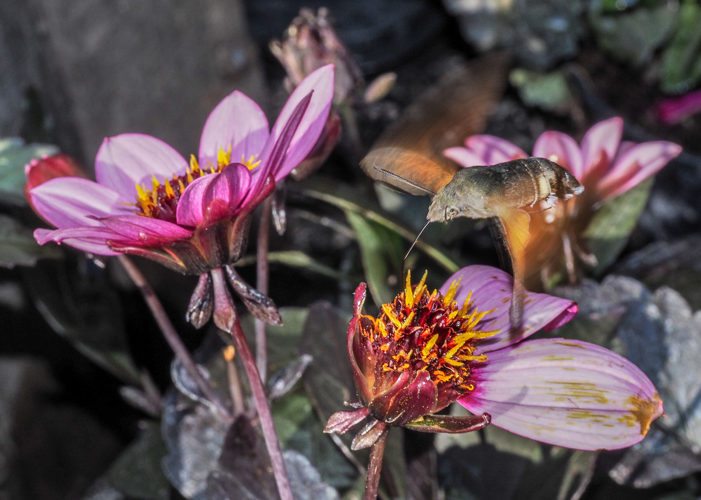 Macroglossum stellatarum (bis)
