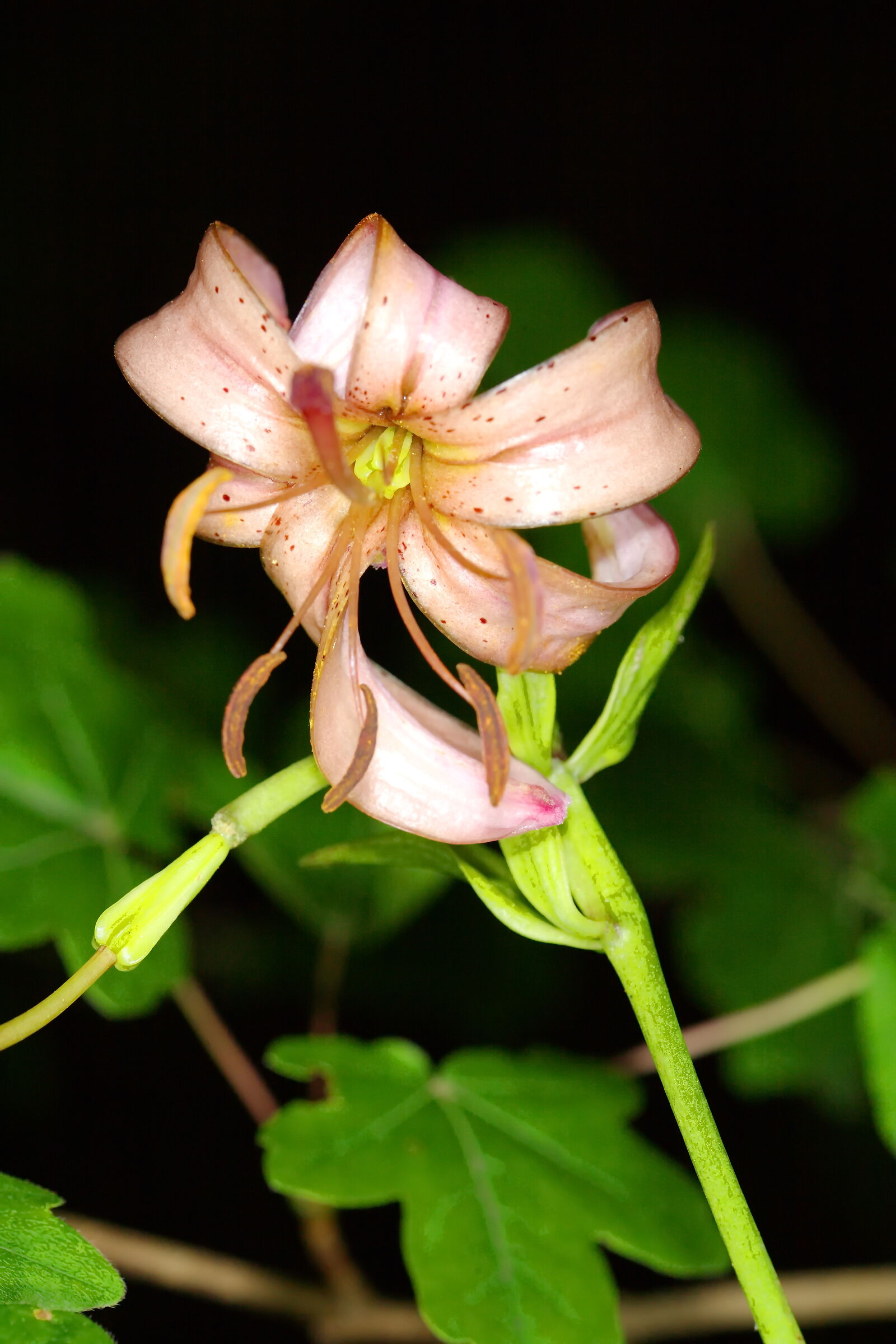 Giglio un po' oltre la fioritura e non identificato :-(